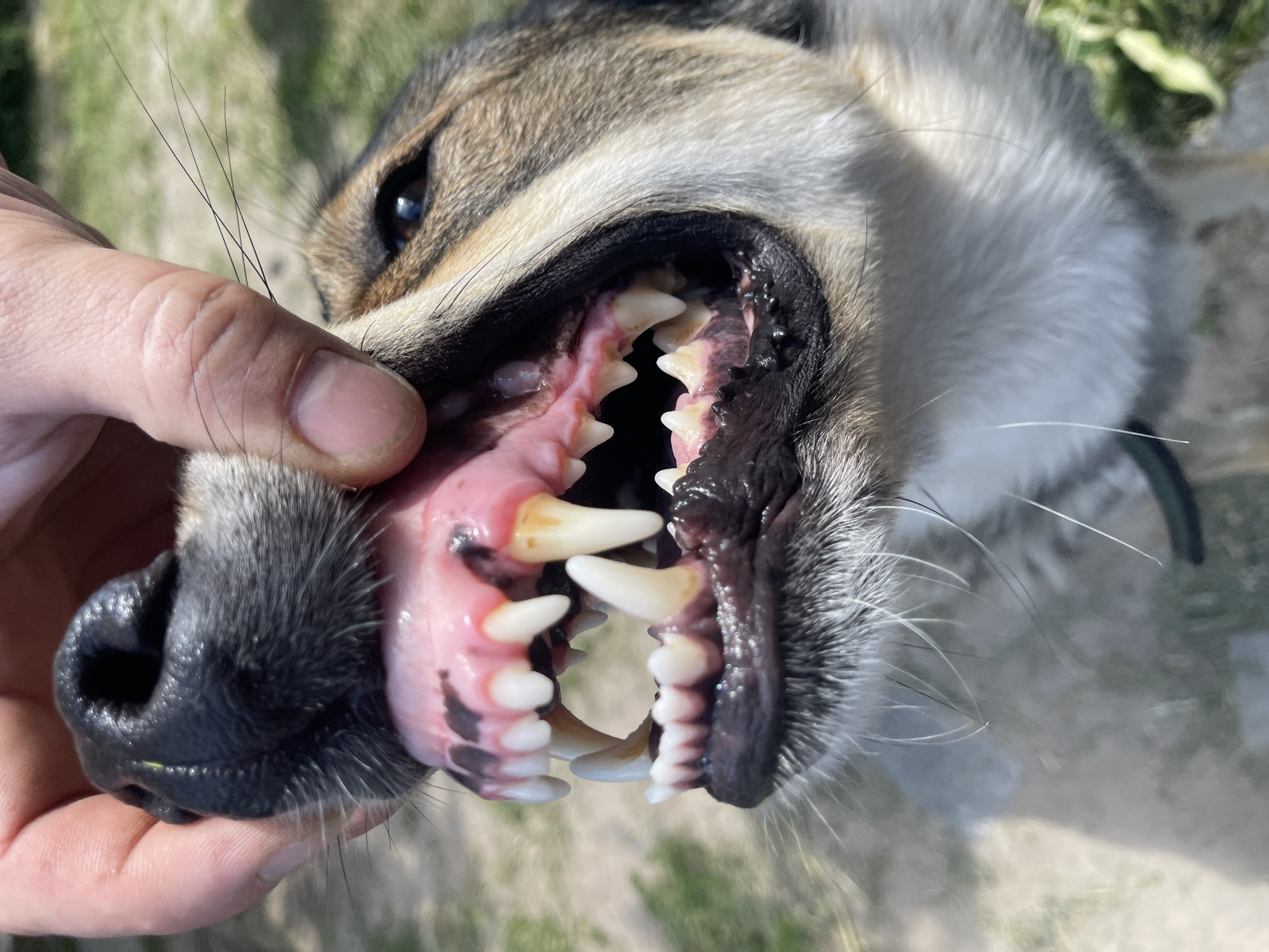 A close-up, eye-level outdoor shot shows the open mouth of a medium-sized dog. The dog's muzzle is being held open by a human hand, revealing its teeth and gums. The dog's nose is visible at the top left of the frame. Its teeth are sharp and white, with some yellowing present. The gums are pink with dark spots. The dog's fur is a mix of brown, black, and white. The background is blurred and appears to be a grassy or dirt area with some green foliage. The image is well-lit, with natural sunlight casting shadows. No specific location within Ivankovychi, Ukraine is discernible from the image.