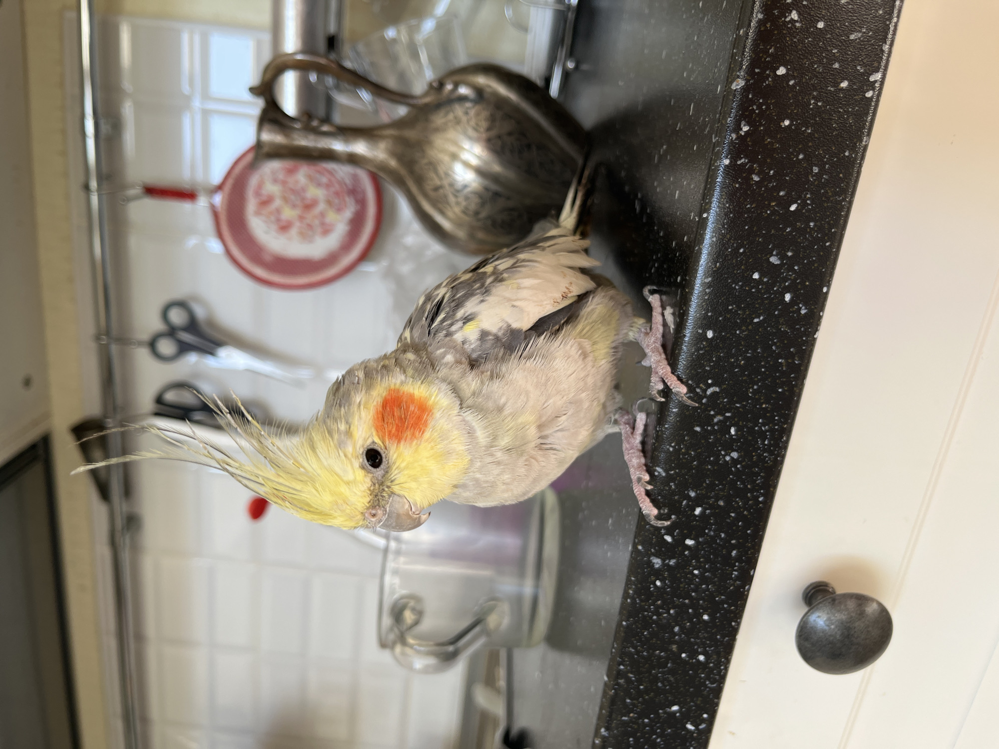 A cockatiel is perched on a black speckled countertop in a kitchen. The bird is facing to the left, with its crest feathers raised. Behind the bird, a clear glass mug is visible, along with a decorative silver pitcher and a small red and white plate hanging on the wall. The countertop is in front of white cabinets with a dark metal knob on the left drawer. The background shows a white tiled backsplash. The location is not discernible from the image.