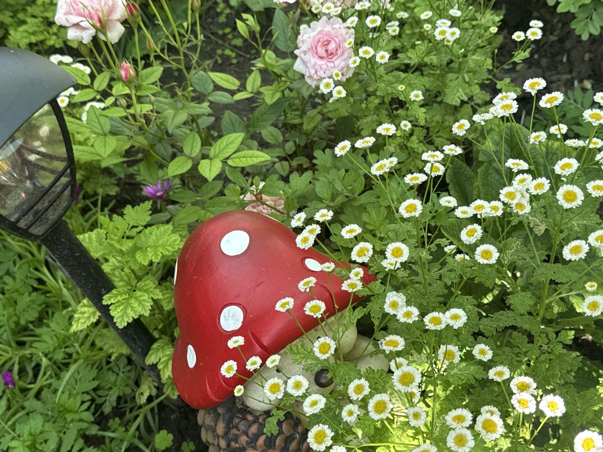 In a garden in Veselina, Bulgaria, a whimsical red mushroom figurine with white polka dots sits amongst small white and yellow flowers and lush green foliage. To the left of the mushroom, a decorative garden ornament resembling a hedgehog peeks out. In the background, a pink rose bush with multiple blooms and buds adds a touch of color, and a black outdoor light fixture is partially visible at the top. The scene depicts a charming, garden setting.