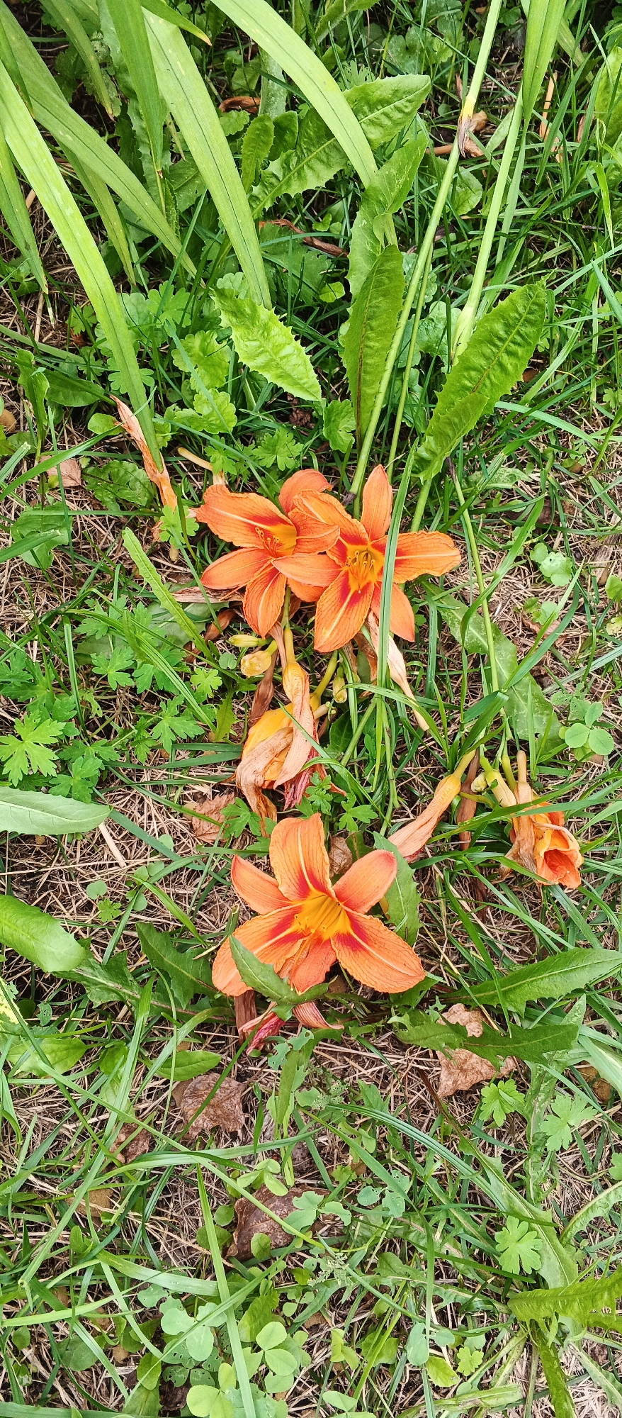 The image depicts a patch of ground covered in green grass, fallen leaves, and several orange daylily flowers. Two vibrant orange daylilies are prominently featured in the upper center of the frame, with a third in the lower center. Some of the flowers appear to be wilting or have already faded, indicated by their dried and curled petals, especially in the upper right and middle right sections of the image. Tall green grass blades and other smaller green leafy plants are interspersed throughout the scene. The ground cover is a mixture of dry grass and brown organic matter. The overall impression is a natural outdoor setting, possibly a garden or a grassy area within a park or yard. The image does not contain any people or specific landmarks that would allow for precise localization within Izhevsk, Russia.