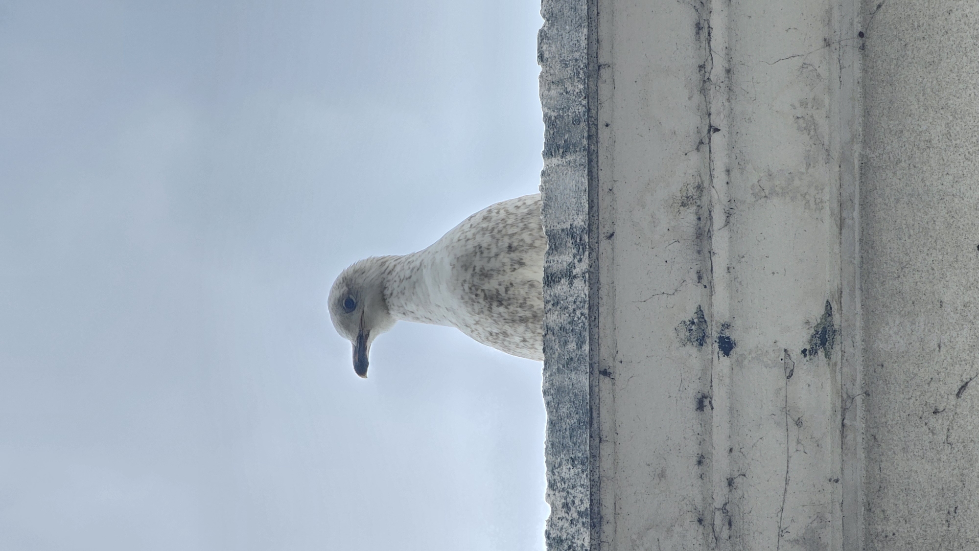 A seagull is perched on the ledge of a building in Varna, Bulgaria. The bird, which appears to be a juvenile due to its mottled brown and white plumage, is looking downwards. The background consists of a cloudy sky and the weathered, concrete facade of the building. The architectural details show vertical indentations. The scene is captured from a low angle.
