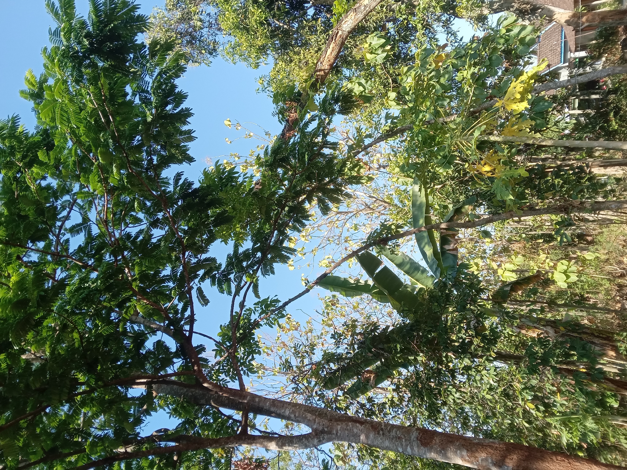 This is a daytime, eye-level, outdoor photograph of lush foliage in Kedunggudel, Indonesia. The scene is dominated by trees, with a large tree trunk on the left and branches of various trees filling the frame, interspersed with a clear blue sky. In the background, partially visible through the trees, is a building with a tiled roof and a few houses. The vegetation includes large leaves, possibly from banana plants, and smaller, feathery leaves from other trees. Some leaves are yellowing, suggesting a change in season or the natural lifecycle of the plants. There are no people or animals visible in the image.