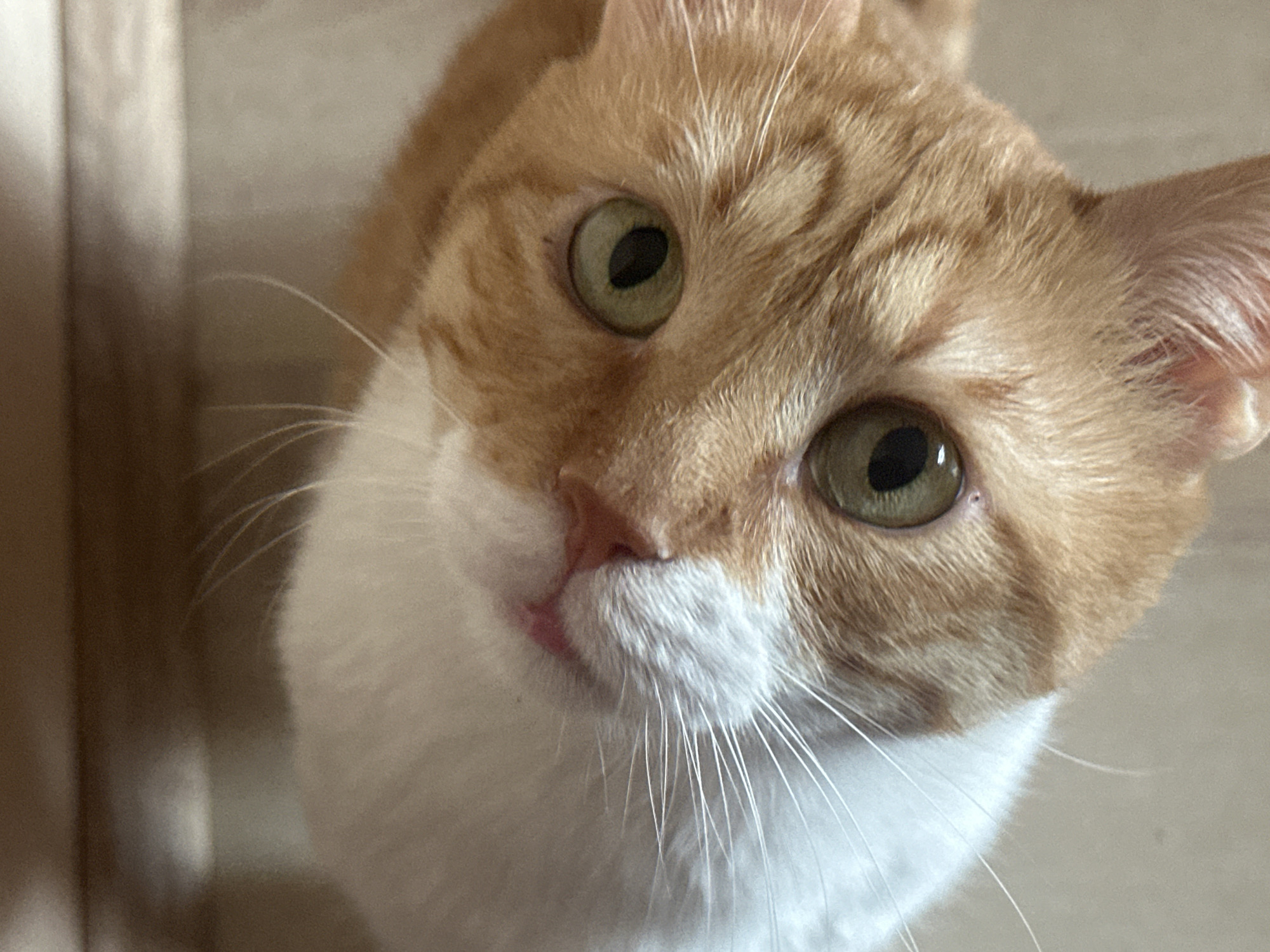 This is a close-up, high-angle shot of an orange and white cat's face. The cat is looking directly up at the camera with large, green eyes. Its fur is short and soft, with characteristic tabby markings on its head and body. The cat's nose is small and pink, and its mouth is slightly open, revealing a hint of its tongue. Long, white whiskers extend from its muzzle. The background is blurred and appears to be a neutral-colored wall or surface. The lighting is soft and natural, suggesting it may be daytime. No text is visible in the image. The image is focused on the cat's face, highlighting its expressive eyes and delicate features. The overall mood is one of gentle curiosity and attentiveness.