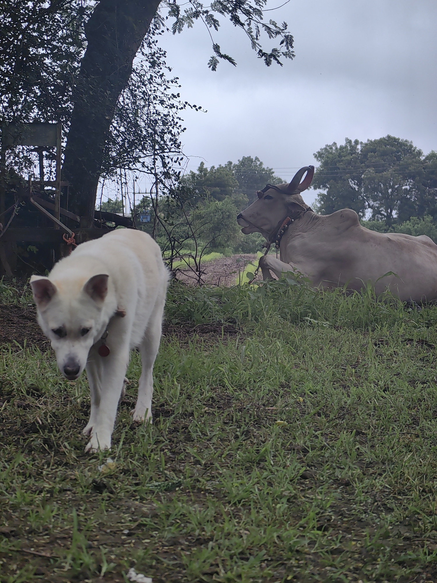 A white dog walks in the foreground on a patch of green grass and soil. In the background, a light-colored cow is lying down in a grassy field. Behind the cow, there are trees and vegetation, and in the far background, there are structures and utility poles. The sky is overcast and gray. The scene appears to be in Mhaiswadi, India, likely a rural or semi-rural area given the presence of farm animals and vegetation.