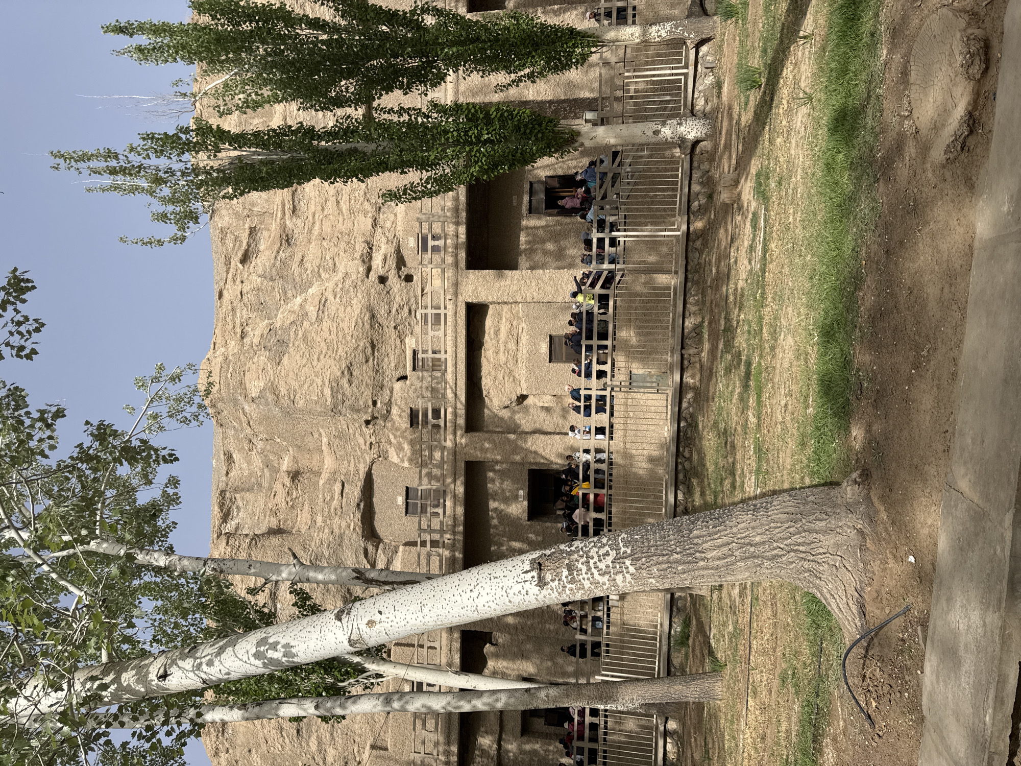 The image depicts a vertical view of the Mogao Caves in Dunhuang City, China. The caves are carved into a cliff face, with multiple levels visible. Each level has several cave entrances protected by metal railings. Groups of people are present in front of the cave entrances, suggesting they are tourists or visitors. In the foreground, there are trees with light-colored bark and green foliage. The ground is covered with grass and dirt. A section of concrete sidewalk or pathway is visible at the right edge of the image. The sky appears to be clear and blue.