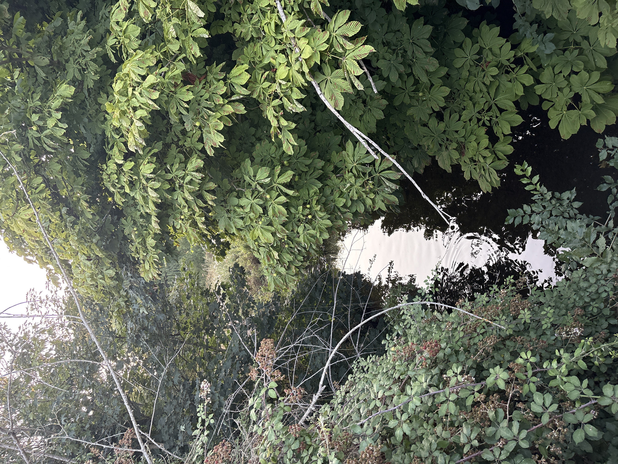 The image depicts a narrow waterway, likely a stream or small river, flowing through a dense natural environment dominated by lush green foliage. The banks are heavily overgrown with various types of trees and bushes. On the left, blackberry bushes with developing fruit are prominent, their thorny branches reaching towards the water. On the right, large-leafed trees, possibly horse chestnut, overhang the water, their leaves a vibrant green, some showing signs of browning.
The water itself is dark and reflects the surrounding greenery, with ripples visible on its surface, suggesting a gentle flow or disturbance. The overall impression is one of a secluded, natural setting. The sunlight filters through the canopy, creating dappled light and shadows. There are no people or man-made structures clearly visible within the frame of the image. Based on the vegetation and the appearance of the waterway, this scene is consistent with a natural area within or bordering the city of Chelmsford, United Kingdom.