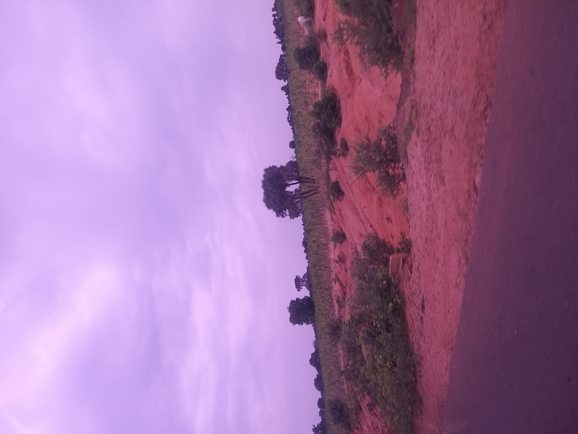 The image shows a rural landscape under a purple-tinted sky. In the foreground, a paved road runs diagonally from the bottom left corner upwards. Beyond the road, a reddish-pink dirt embankment slopes upwards and to the right, dotted with sparse green bushes. In the middle ground, a field of crops, likely maize, stretches across the scene, with rows of green plants visible. Several trees of varying sizes are scattered throughout this area, some appearing to be palm trees. In the background, more trees and vegetation line the horizon. A single white animal, possibly a goat or sheep, is visible standing in the field on the right side of the image. The overall impression is of a dry, agricultural area in a location such as Dukku, Nigeria, possibly captured during a cloudy or overcast day with a color cast.