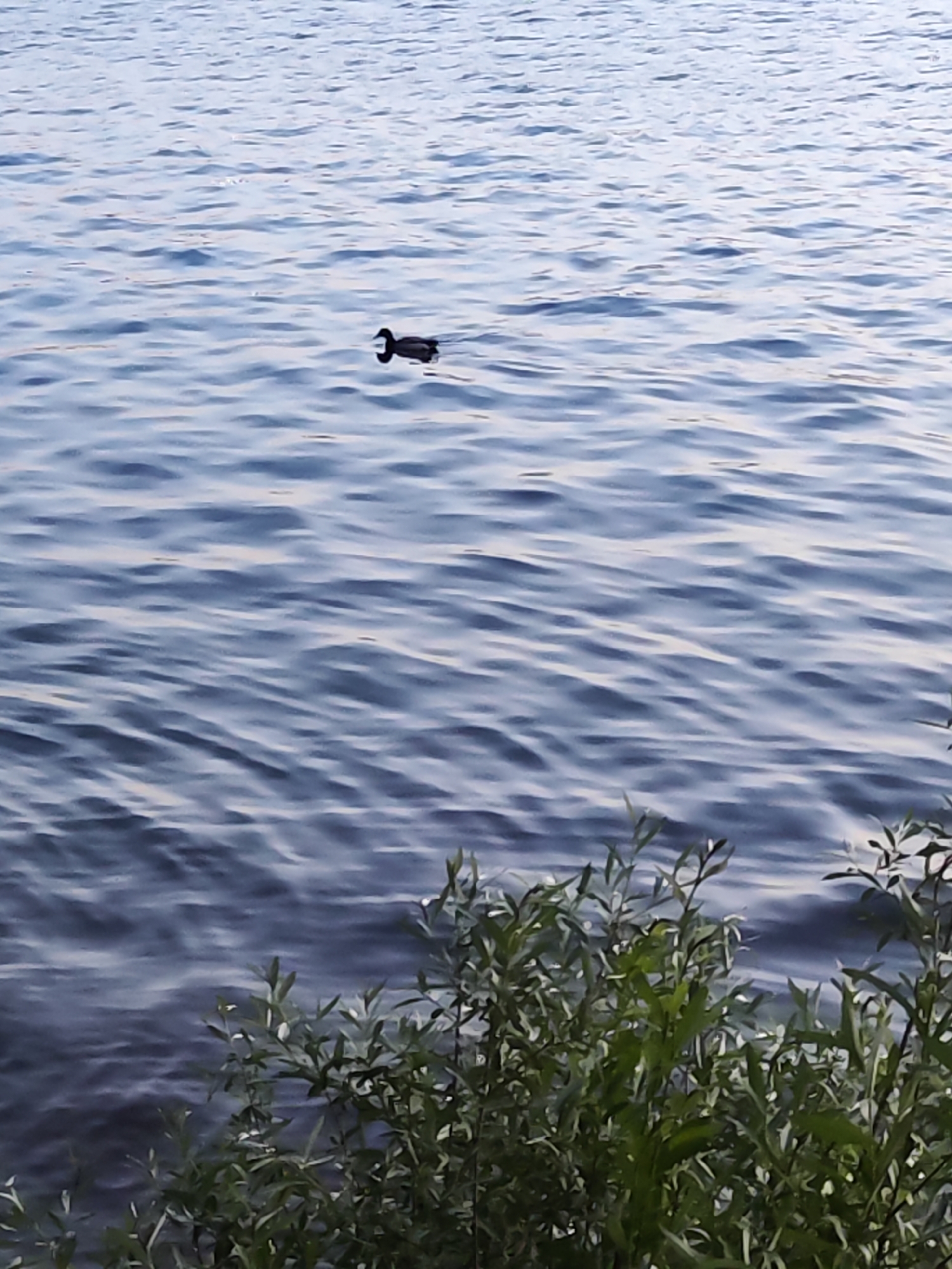 The image captures a serene waterscape, likely a lake or large river, with a single dark duck swimming peacefully in the middle distance. The scene is set in a natural outdoor environment, consistent with the provided location context of Chaikovsky, Russia.
The primary subject is a small, dark-colored duck-like waterfowl, positioned towards the upper right of the frame, moving across the calm, rippling water. Its form is distinct against the lighter blue and grey tones of the water.
The water surface dominates the composition, characterized by soft, undulating waves and gentle ripples that reflect the ambient light, creating a shimmering effect. The color of the water transitions from a lighter blue-grey in the upper portion to a darker, more intense blue towards the bottom. The lighting suggests it is daytime, possibly early morning or late afternoon, given the soft illumination, but no strong shadows are cast.
In the foreground, along the bottom edge of the image, is a band of lush green foliage, appearing to be bushes or reeds growing at the water's edge. These leaves are slightly out of focus, framing the water and the distant duck.
The overall impression is one of tranquility and natural beauty. There are no people visible, nor are there any discernible buildings or man-made structures, emphasizing the wild or semi-wild nature of the location. No visible text is present in the image.