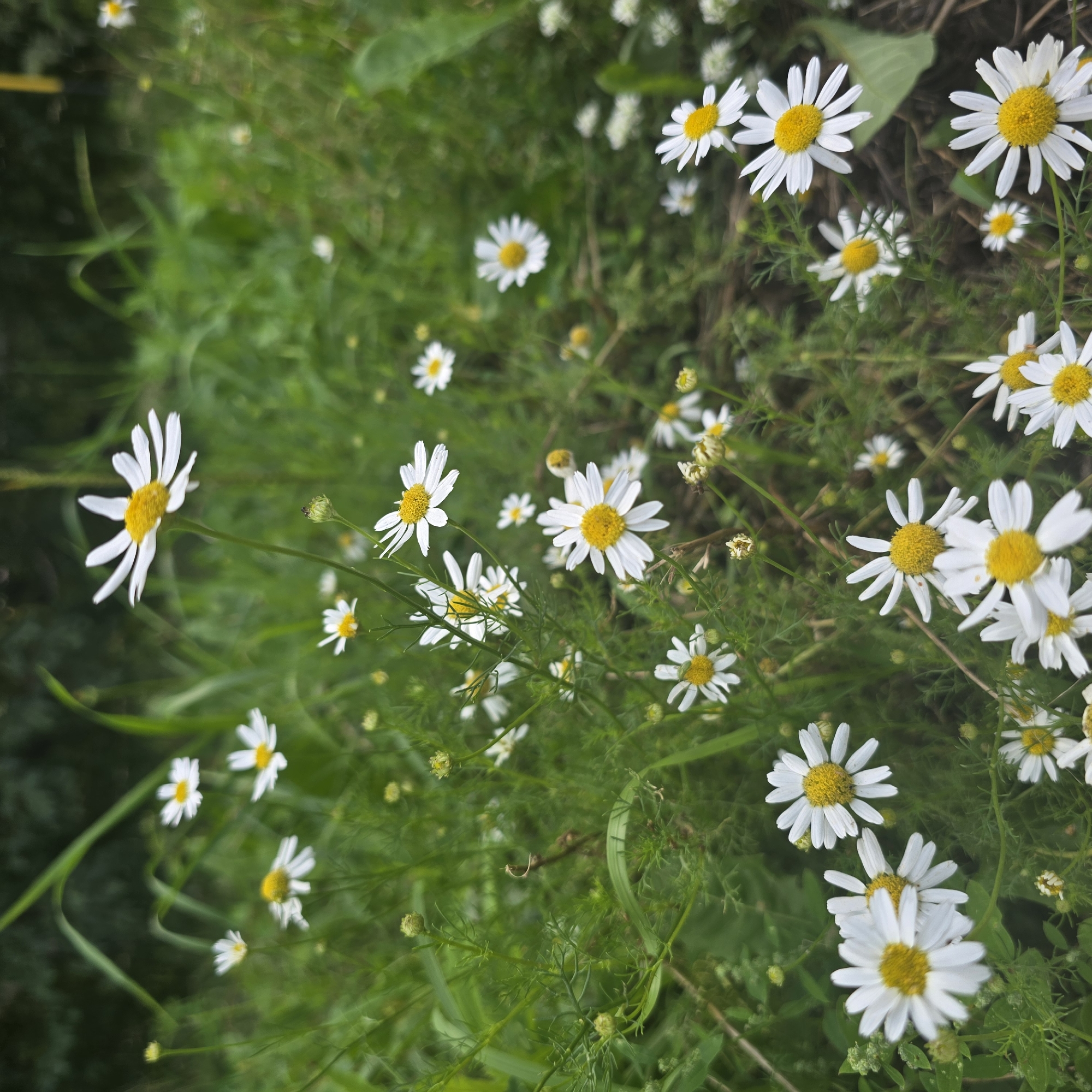 In Belokurikha, Russia, a close-up, low-angle photograph captures a cluster of white daisies with yellow centers blooming in a grassy area. The daisies are the primary subjects, with some in sharp focus and others blurred in the foreground and background, suggesting a shallow depth of field. The environment is characterized by lush green grass and foliage, with some plants appearing feathery and delicate. The lighting is soft, indicating an overcast day or shade. No people or animals are visible in the frame. The overall impression is one of natural beauty and tranquility in a rural setting.