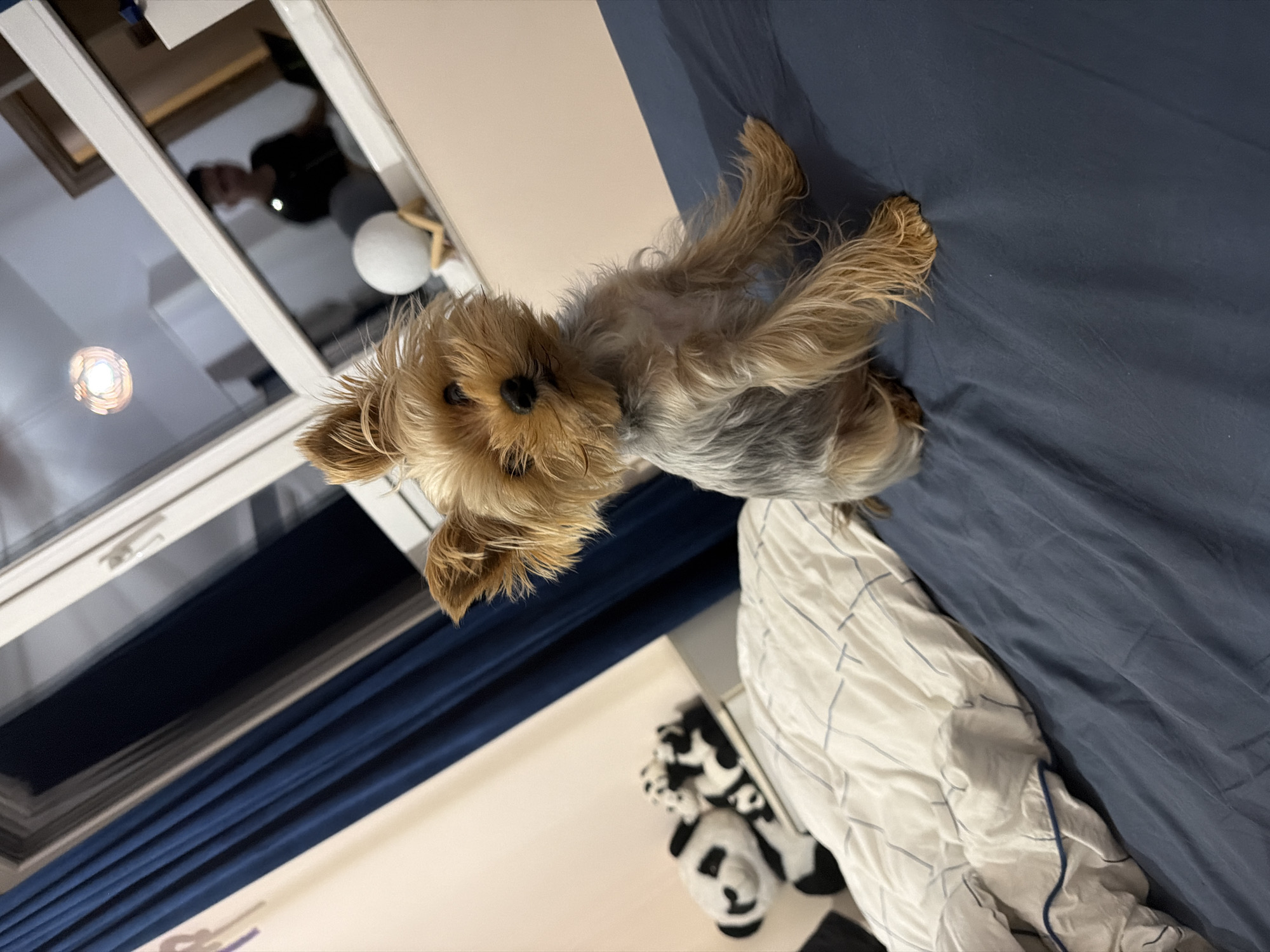 A medium-shot, rotated perspective captures a small, tan and grey Yorkshire Terrier lying on its back on a bed with blue and white striped bedding. The dog faces the camera with its paws outstretched. Behind the bed, a panda plush is visible. A window with blue curtains is located to the left, reflecting a person in the glass. The scene is illuminated with interior lighting. There is no verifiable information to place the location specifically in Sofia, Bulgaria based on the image.