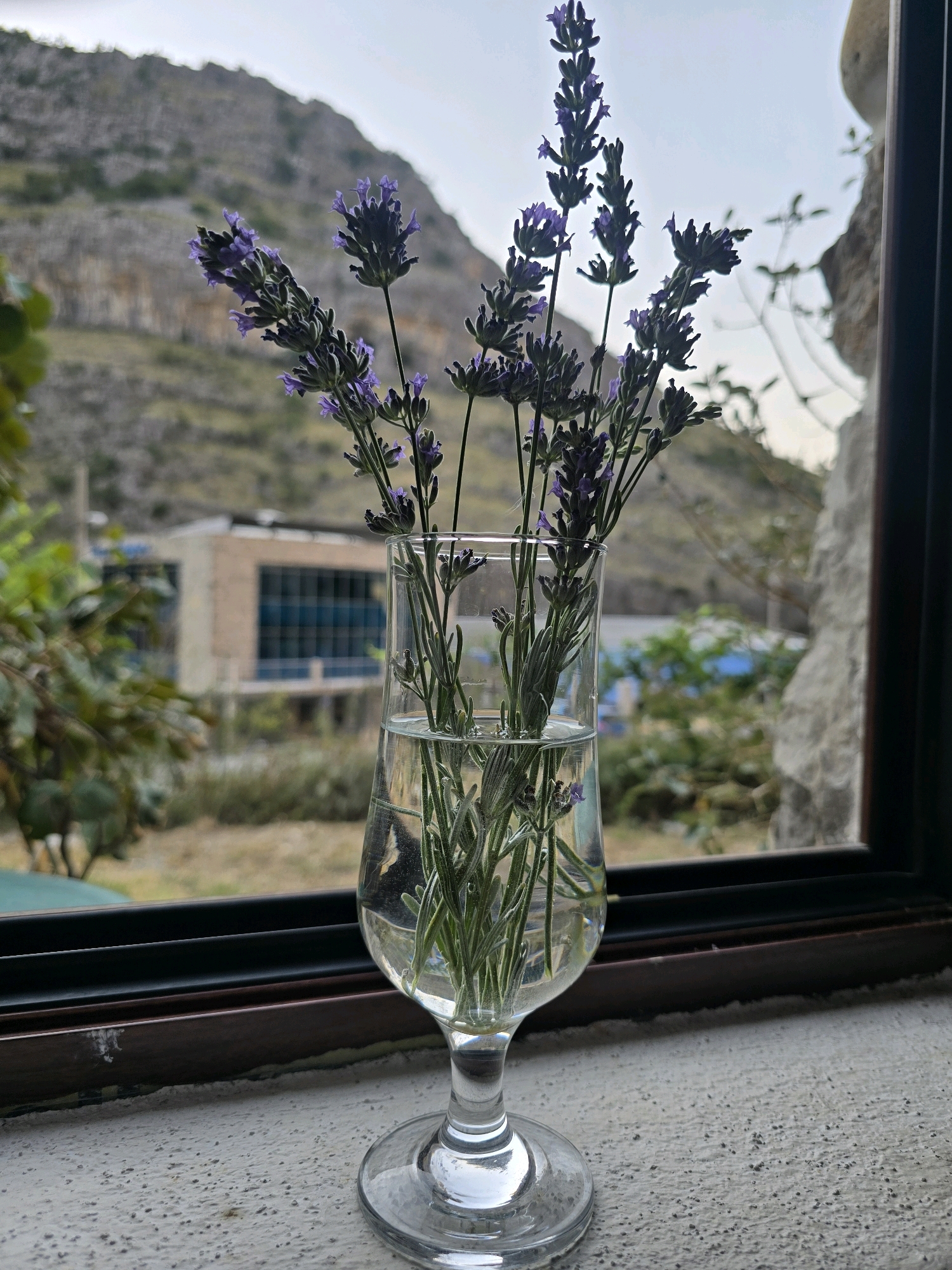 A close-up shot focuses on a clear glass vase filled with water and several sprigs of lavender. The vase is positioned on a textured white windowsill, likely in Podgorica, Montenegro, given the mountainous and vegetated landscape visible through a window behind it. The window frame is dark brown, and beyond it, a rugged, light-brown mountainside dominates the background. In the mid-ground, a modern building with a dark-paneled facade and blue windows is visible amongst greenery. The lighting suggests it is either early morning or late afternoon, with diffused natural light. There are no people or animals in the frame.