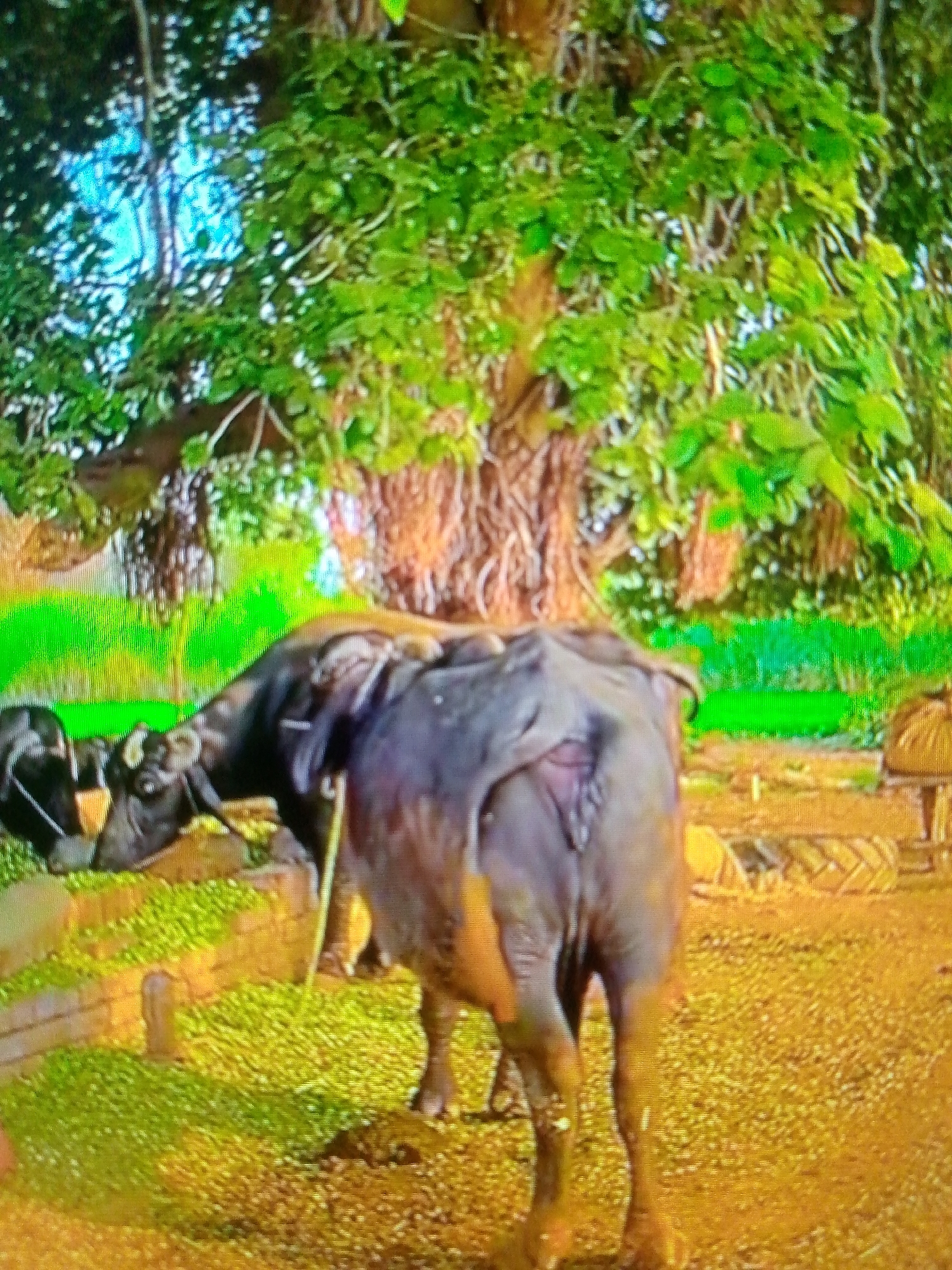 This outdoor image depicts a rural scene featuring two dark-colored bovines, likely water buffalo, amidst lush green foliage and a large tree.
In the foreground, one bovine is prominently positioned with its back to the viewer, showing its hindquarters and tail. It has a dark, possibly muddy or wet, hide with some lighter brown markings visible on its rear legs and tail. The other bovine is visible in the midground, facing left and appears to be grazing or eating from a patch of green vegetation on the ground. This animal also has a dark coat and visible horns.
The background is dominated by a very large tree with extensive green leaves and visible aerial roots, characteristic of a banyan tree, suggesting a tropical or subtropical environment. Patches of bright green vegetation are scattered across the ground, contrasting with areas of reddish-brown earth or mud. There are also some low, brick-like structures or a small enclosure visible on the ground.
The activity appears to be peaceful grazing or resting in a natural, rural setting. The image is captured during daylight hours, with ample natural light illuminating the scene. The overall image quality shows some pixelation and vivid, almost oversaturated colors, especially in the green areas, possibly indicating it's a digital capture from a screen or a low-resolution file. There is no visible text in the image.