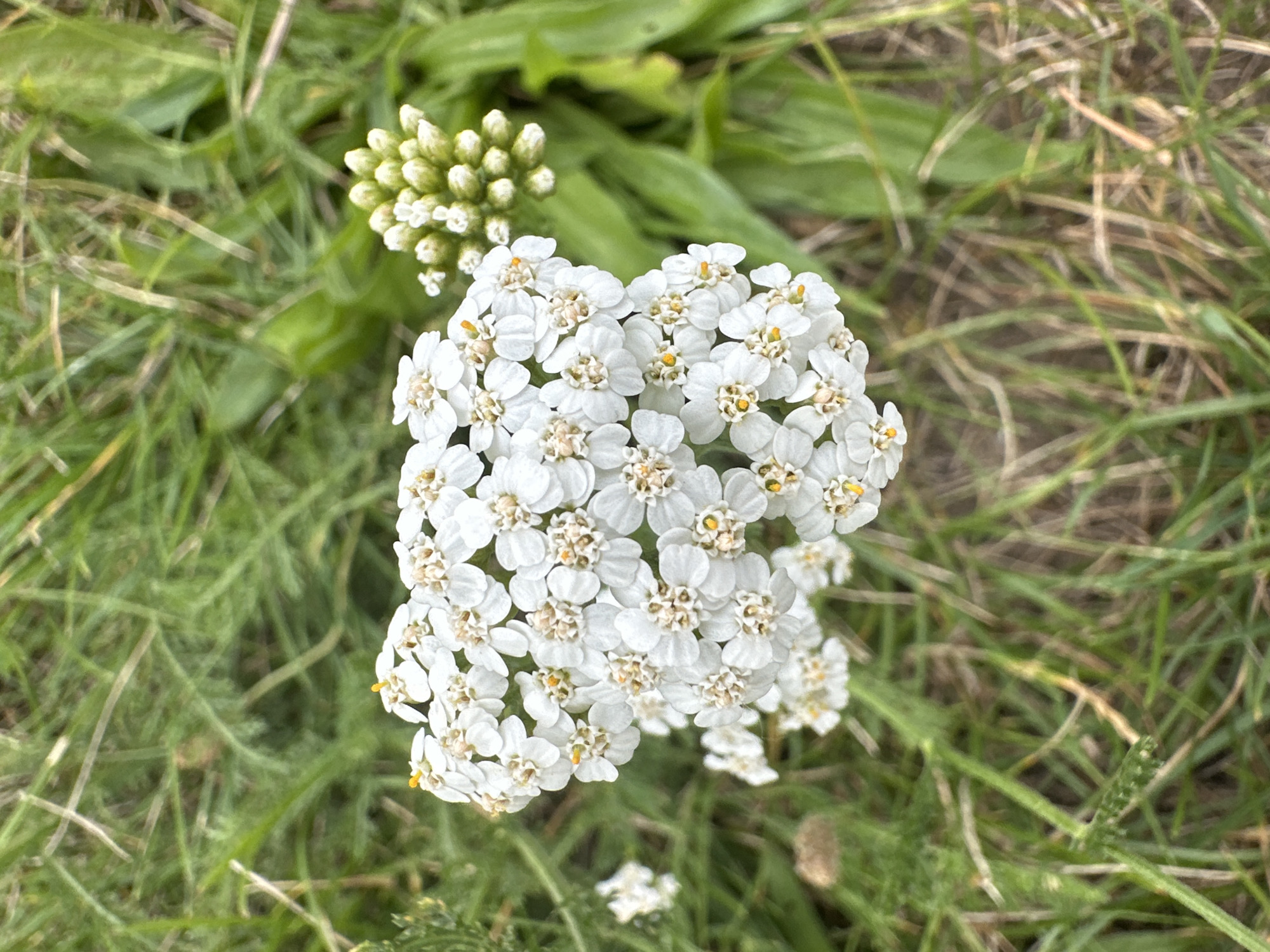 A close-up, overhead shot shows a cluster of small white flowers, likely yarrow, in a grassy area. The flowers have yellow centers and are arranged in a flat-topped cluster. To the right of the main cluster, a smaller cluster of tightly packed flower buds is visible. The background consists of green grass and some dried brown blades of grass. The lighting suggests it is daytime. The scene is outdoors, likely in a park or a natural area within the city of Minsk, Belarus. There are no people or animals present, and no visible human activity.