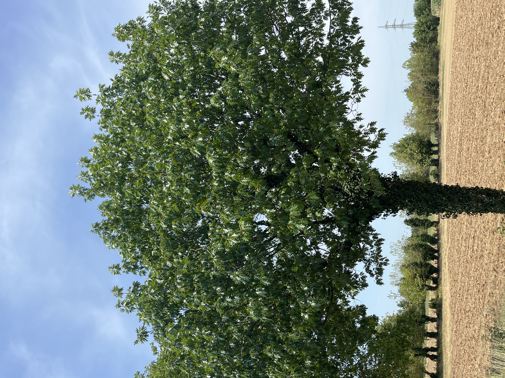 A large, leafy oak tree dominates the foreground of this outdoor shot, its dense canopy casting shadows over a brown, tilled field. The tree's trunk is covered in ivy. In the background, a line of smaller trees forms a natural border against a clear blue sky dotted with wispy clouds. Further in the distance, a solitary electrical tower stands against the horizon, hinting at a rural or semi-rural setting. The image was captured in Castiglione delle Stiviere, Italy.