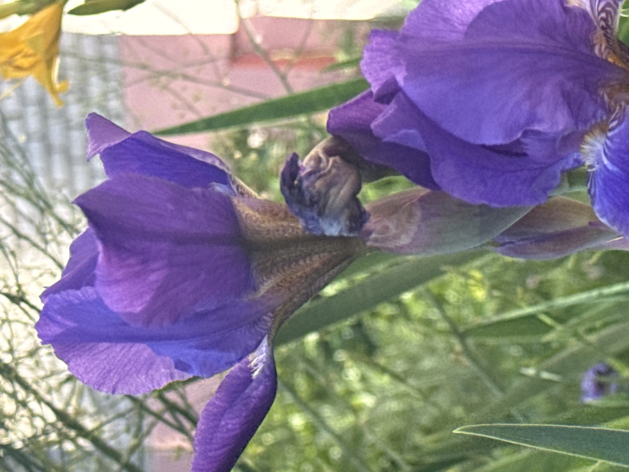 The image displays two prominent, vibrant purple iris flowers against a blurred background of green foliage and other blooms. The photograph is oriented with the subjects appearing to grow horizontally, suggesting it was rotated 90 degrees clockwise from its original capture.
In the lower-left to central part of the frame, a fully opened iris flower with rich, deep purple petals is the main focal point. Its textured, ruffled petals and the characteristic fuzzy "beard" near its center are discernible. Another purple iris, partially visible and also open, is located in the upper-right section of the image. Between these two, a smaller, less distinct purple bloom or bud is present.
In the upper-left background, a bright yellow flower, possibly a daffodil, adds a contrasting color. The rest of the background consists of soft-focus green leaves and stems, indicating an outdoor garden setting under natural, bright daylight. No specific activity or event is taking place beyond the blooming of the flowers. There is no visible text in the image. The flora depicted is consistent with species found in temperate climates such as Chaikovsky, Russia.