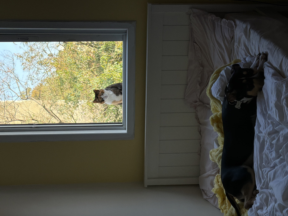 The image captures an indoor scene in Tel-Aviv, Israel, looking out through a window. In the foreground, a dark-coated dog, appearing to be a medium-to-large breed with black and tan markings, lies on its left side on an unmade bed. The dog's head is lowered towards the bed, facing right. The bed features a white slatted headboard and light-colored, wrinkled sheets with a yellow textured blanket. Above the bed, a white-framed window presents an exterior view. Centered within the window frame, a calico cat with distinctive white, orange-brown, and black fur patches is positioned on an unseen exterior ledge or branch, looking directly into the room. Outside the window, dense green and yellow-green tree foliage is visible under a clear, light blue sky. A light-colored building structure is partially visible behind the trees on the upper left quadrant of the window view. The interior room is dimly lit, contrasting with the bright daylight originating from outside the window.