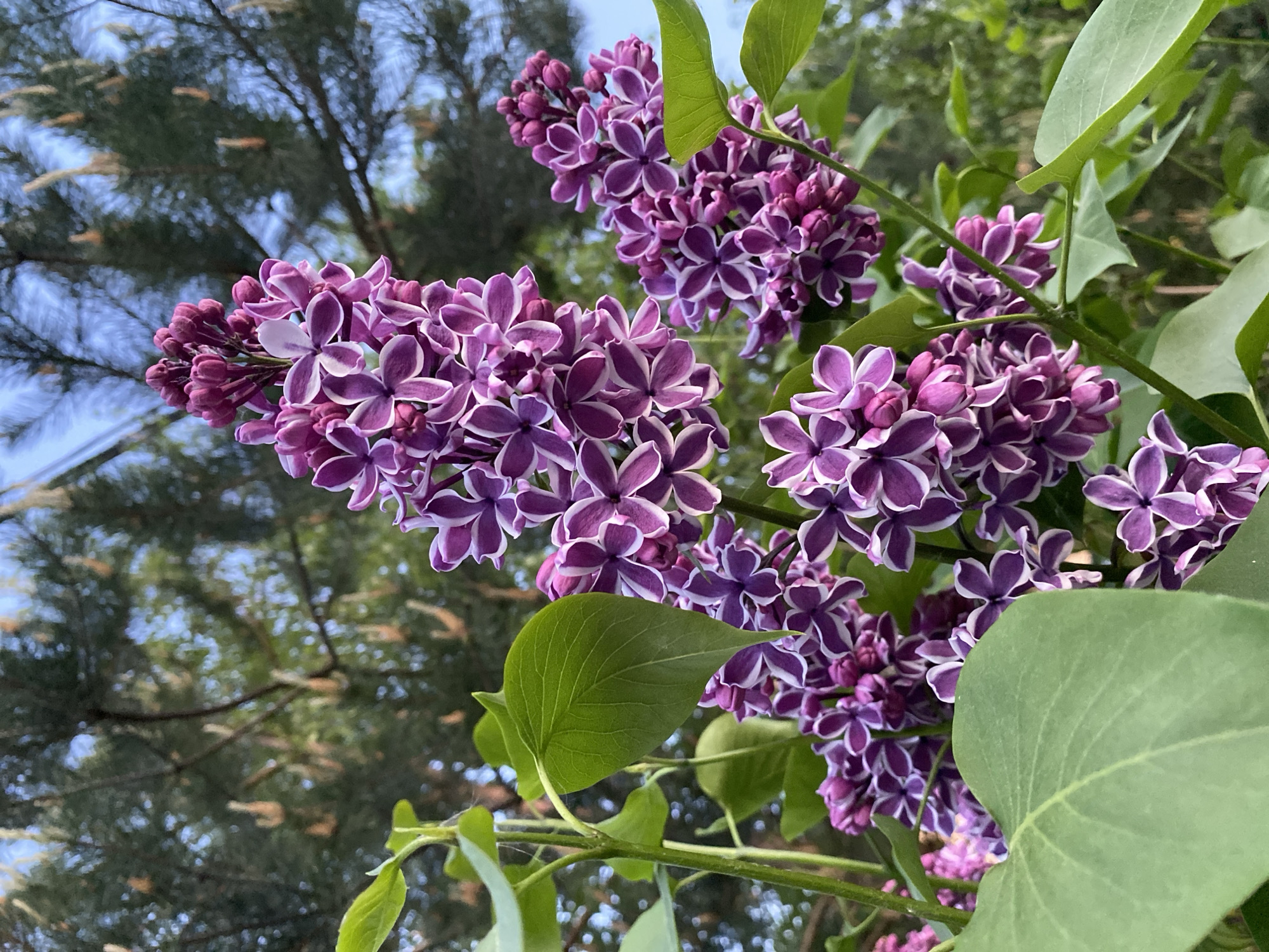 The image shows a cluster of purple and white lilacs in bloom. The lilacs have four petals with a white edge. Green leaves are interspersed with the flowers. The background includes a blue sky and the blurred branches of a tree. The image was taken in Moscow, Russia.