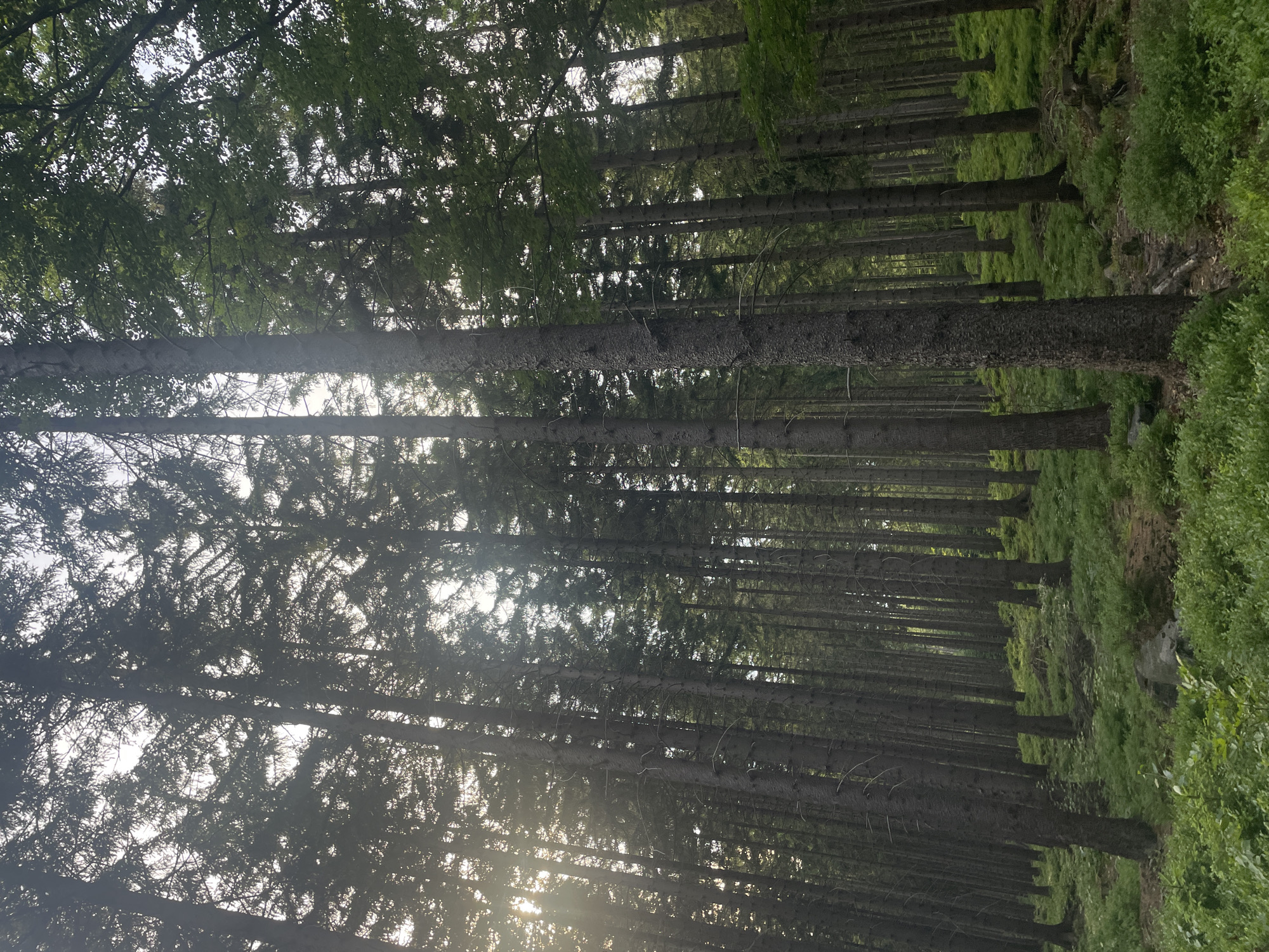 The image depicts a dense coniferous forest with tall, straight trees and a lush green undergrowth. Sunlight filters through the canopy, creating dappled light and shadows. The ground is covered with moss and small plants, with occasional rocks and fallen branches. The forest floor slopes gently upwards in the background, creating a sense of depth. The overall impression is one of natural beauty and tranquility. This scene is representative of the natural landscapes found around Szklarska Poręba, Poland, a town known for its mountainous terrain and extensive forests, particularly in the Karkonosze Mountains.