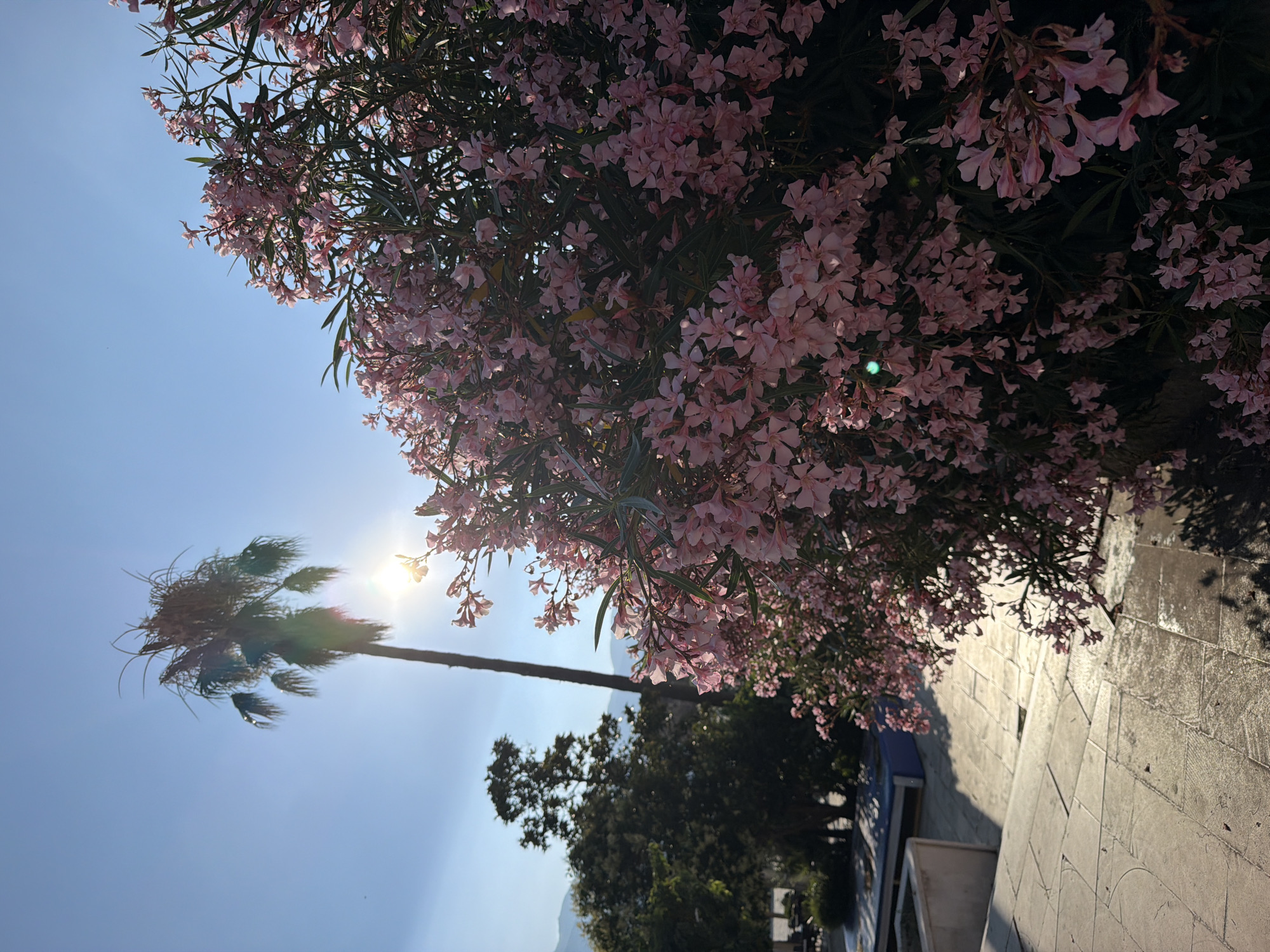 In Budva, Montenegro, on a sunny day, a cluster of pink oleander flowers occupies the foreground of the image, obscuring a portion of the background. To the left of the flowers, a tall palm tree stands against a clear blue sky, with the sun positioned behind it, creating a lens flare effect. Further in the background, a dense green tree is visible, followed by a distant mountain range. The ground in front of the flowers appears to be a paved walkway with stone tiles. The scene suggests an outdoor setting, possibly a garden or a public space.