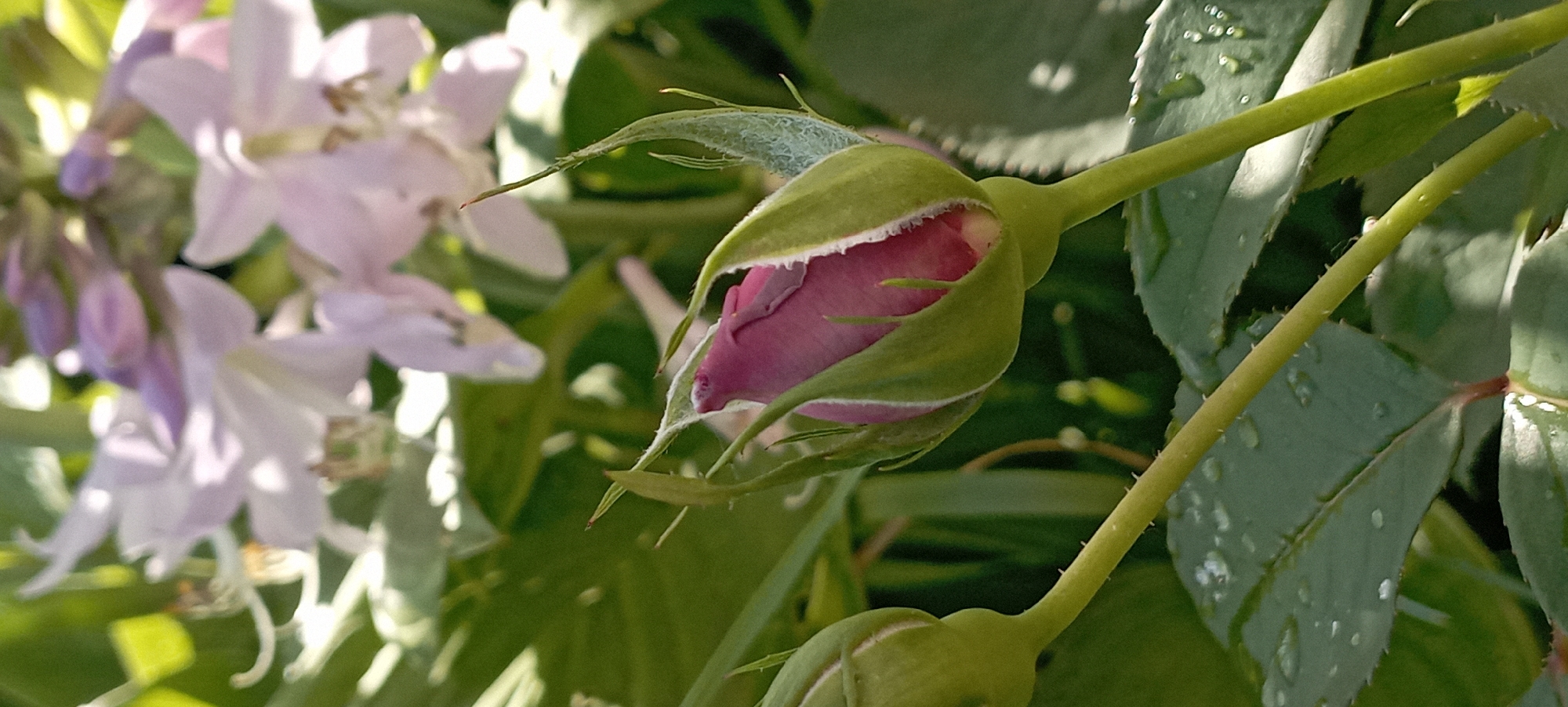This is a close-up photograph of a pink rose bud, partially opened, with several green sepals visible. The rose bud is the primary subject and is in sharp focus. The background is softly blurred and consists of green foliage, other rose buds, and pale pink flowers in the upper background. The lighting suggests it is daytime, possibly morning or late afternoon, with sunlight illuminating the scene. Some water droplets are visible on the rose leaves, indicating recent rain or dew. The scene is set in a garden environment. There is no indication of human presence or action. The image was captured in Radisne, Ukraine.