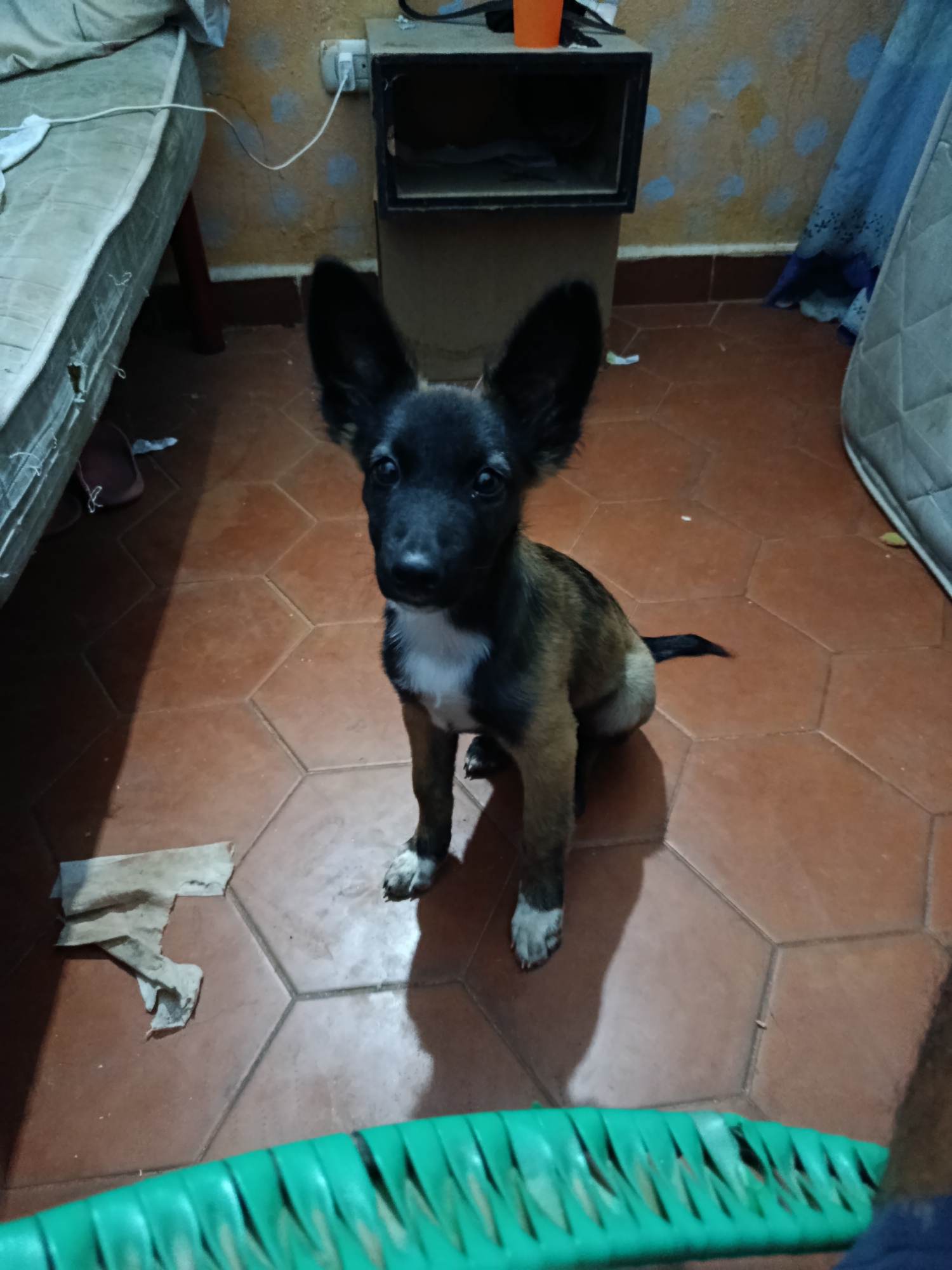 A small, black and tan dog with large ears sits on a hexagonal tiled floor. The dog has white markings on its chest and paws. To the left is a mattress and bedside table. A green plastic item is visible at the bottom of the frame. The location is suggested to be Juan Griego, Venezuela.