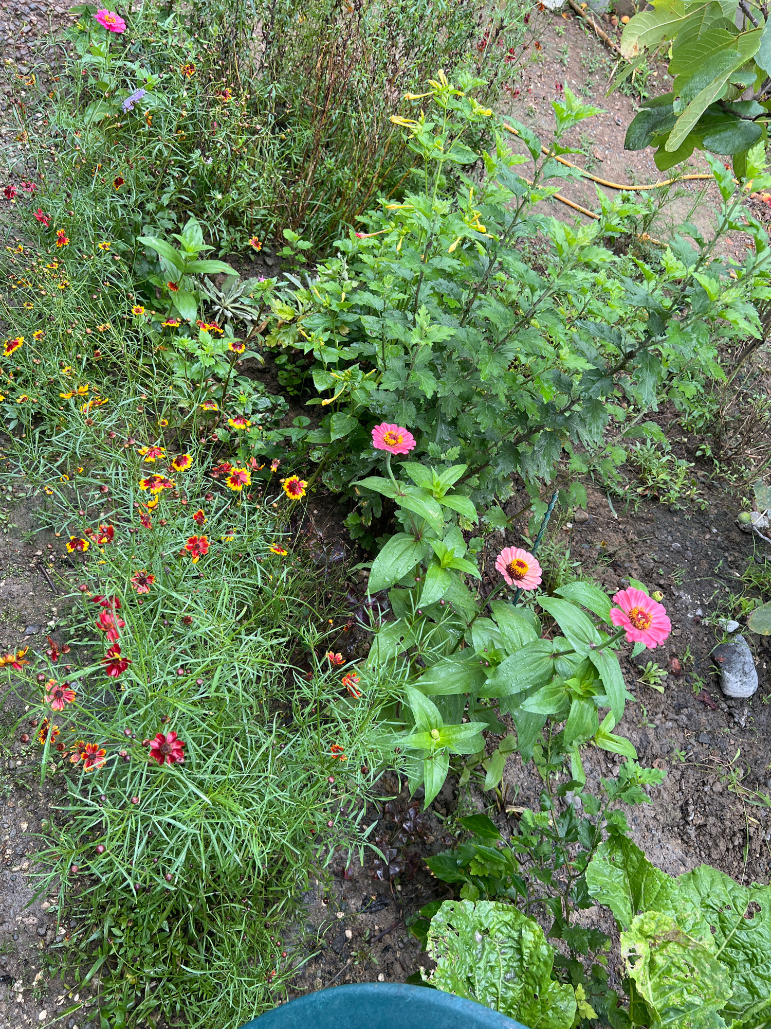 The image captures a close-up view of a garden bed in Sokhumi, Abkhazia, likely on a slightly overcast or rainy day, as evidenced by water droplets on the leaves. The dominant subjects are various flowering plants. In the foreground and mid-ground, a cluster of vibrant pink zinnia flowers are in bloom, some with fully opened petals and others as buds. Adjacent to the zinnias are several plants with delicate, yellow and red-centered flowers, possibly coreopsis, with their feathery green foliage. Behind these, taller, bushier plants with dense green leaves create a backdrop. The ground is composed of dark, moist soil with scattered small stones and dried leaves. A hint of a dark green rim at the bottom of the frame suggests the presence of a container or raised garden bed. The overall impression is one of a lush, naturalistic garden setting.