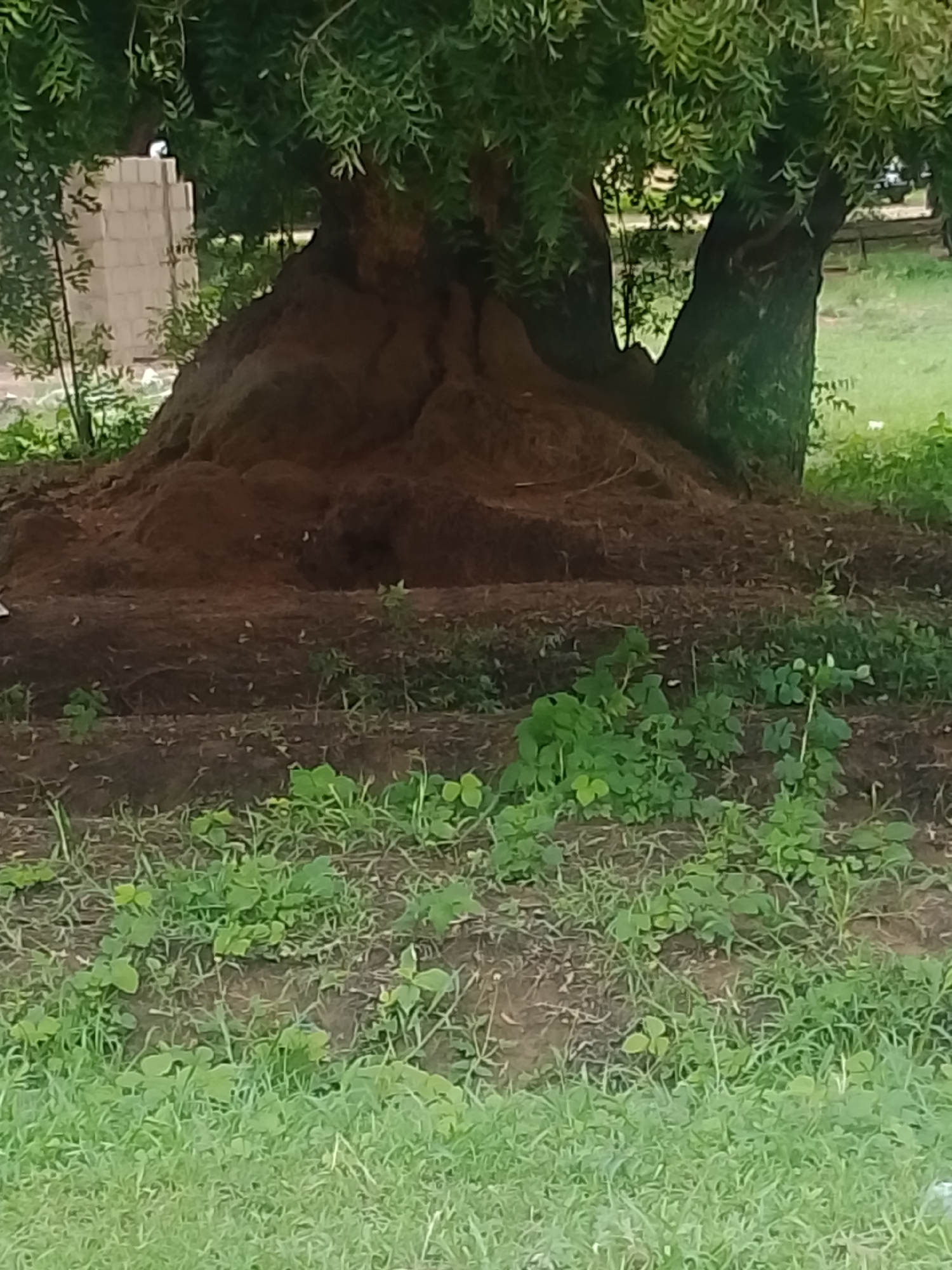 The image depicts a large, old tree with a thick, gnarled trunk and lush green foliage, situated in an outdoor setting that appears to be within the city of Jalingo, Nigeria. The tree's base is a substantial mound of reddish-brown earth, possibly soil piled around the roots. Surrounding the tree, the ground is covered with patches of short green grass and some areas of bare, dark soil with scattered dry leaves. In the background, to the left of the tree, a light-colored, rectangular structure constructed of blocks is partially visible. The overall environment suggests a natural or semi-natural area, possibly a park, a large yard, or an undeveloped plot within the urban landscape of Jalingo. There are no people or animals visible in the image. The lighting suggests it is daytime, with the sun casting soft shadows.