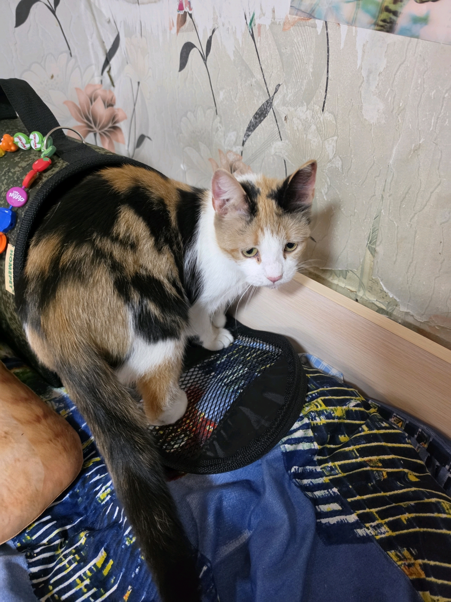 A calico cat with white, black, and orange fur is perched on the edge of a black mesh surface, which appears to be part of a bag. The cat is looking downwards and to the right with its head tilted slightly. The background consists of patterned wallpaper and a light-colored wooden surface. The cat has a long, bushy tail that trails downwards. There are several colorful, toy-like charms attached to the strap of the bag the cat is sitting on. The scene is indoors, with no indication of a specific city or outdoor environment.