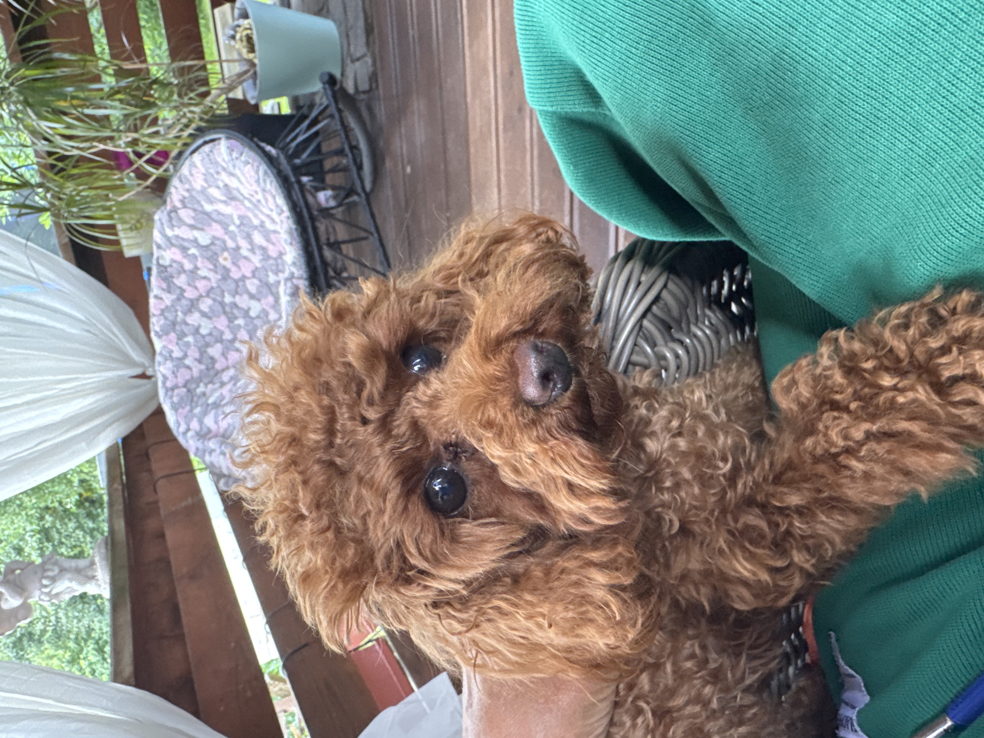 A brown poodle is sitting on a wooden deck, partially obscured by a green garment. The poodle has dark eyes and curly fur. In the background, there is a round chair with a patterned cushion, potted plants, and white curtains. A small statue of a winged figure is visible on a shelf above the deck. The scene appears to be outdoors. The image does not provide any specific indicators to determine its location in Bersenevka, Russia.