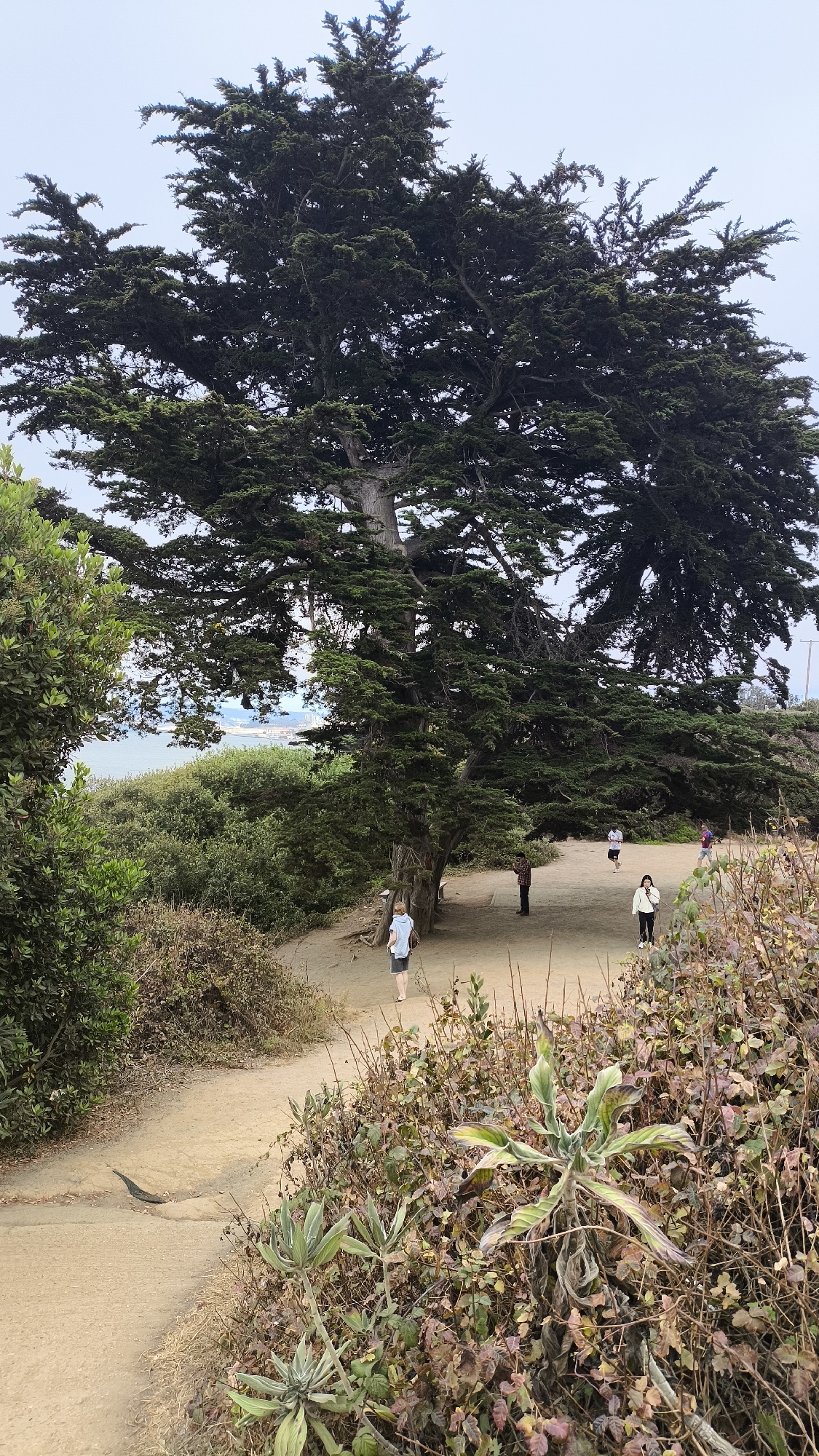 The image depicts a large cypress tree on a dirt path in San Francisco, California. Several people are walking on the path, some in casual attire. The path curves through a landscape of green trees and dry brush, with a glimpse of the ocean and distant structures in the background. The sky is overcast. The scene appears to be a park or a scenic overlook, possibly overlooking the Pacific Ocean.