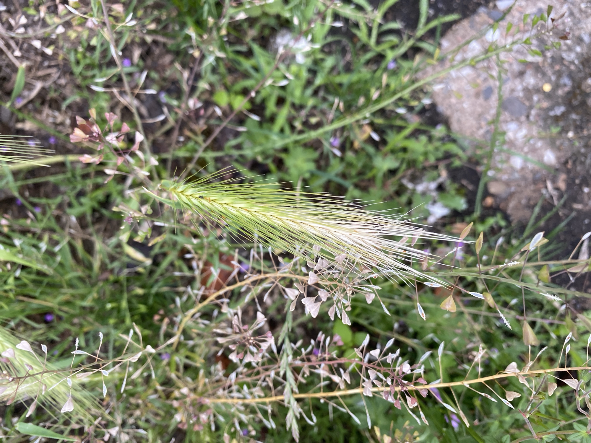 The image shows a close-up, overhead view of a patch of ground cover vegetation in Bílina, Czechia. The primary subjects are two types of plants: a green grass-like stalk with a feathery seed head, and a cluster of smaller plants with thin stems, heart-shaped leaves, and tiny seed pods. The larger grass stalk, which is partially dried and off-white at the tip, dominates the center of the frame, leaning slightly to the right. To its left, the smaller plants are a mix of green and light brown, with delicate stems bearing numerous small, pale pink and white seed pods. Some of these pods appear to be heart-shaped, with a small point at the top. Tiny purple flowers are also visible in the background among the greenery. The ground beneath the plants is a mixture of dark soil, green grass, and a rough, light-colored textured surface, possibly concrete or stone, visible in the lower right quadrant. The lighting is natural, suggesting an outdoor setting during daylight hours, with a slightly soft focus overall. There are no people or animals clearly visible in the image.