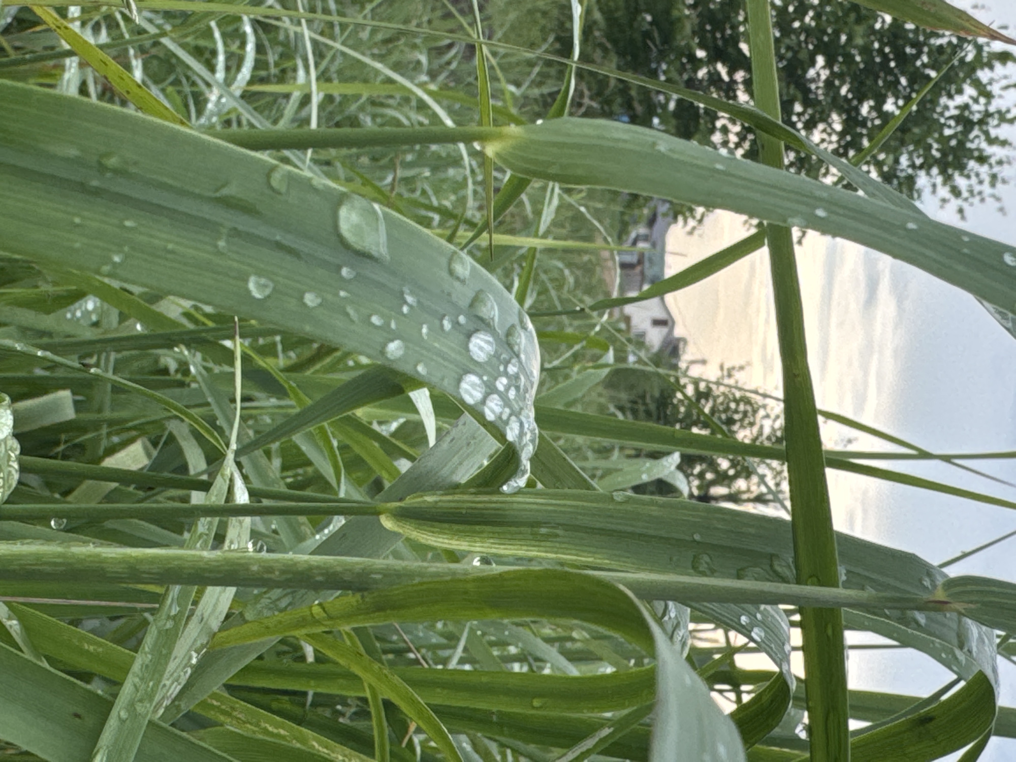 The image shows a close-up view of tall green grass blades covered in water droplets. The grass is lush and vibrant, with some blades appearing to be leaves of a cereal crop. In the background, a soft, overcast sky is visible, with hints of houses and trees suggesting an outdoor, possibly rural or suburban, environment. The focus is on the texture and detail of the water droplets clinging to the blades of grass. The scene is serene and natural, with no people or animals present. The location is described as Severny, Russia, implying this is a natural setting within or near the city.