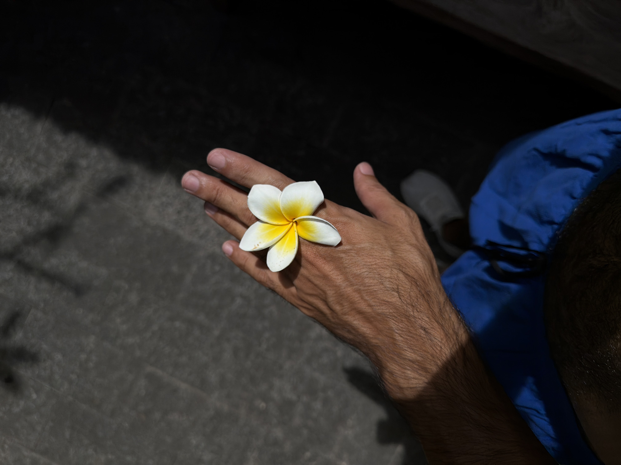 The image captures a high-angle, close-up view of a person's hand presenting a frangipani flower against a dark, shadowed background. The primary subject is an outstretched hand, likely male, with visible arm hair and a natural skin tone. On the back of the hand rests a vibrant white frangipani (Plumeria) flower, characterized by its five distinct white petals and bright yellow center. The flower is well-lit, drawing the viewer's attention.
The activity depicted is the holding or offering of the flower. The setting appears to be outdoors under strong sunlight, as evidenced by the deep, contrasting shadows that dominate much of the frame. The upper left and right portions of the image are plunged into shadow, creating a stark contrast with the brightly illuminated hand and flower.
Notable details include parts of a person's body and attire: a portion of dark hair belonging to the person holding the flower is visible on the far right, alongside a bright blue garment, possibly a jacket or shirt. A light grey shoe or foot is faintly discernible in the shadows on the ground to the lower left. The ground itself is a dark grey, textured surface, possibly pavement or concrete. The strong overhead lighting suggests it is daytime, likely midday or early afternoon, in a sunny environment. The presence of the frangipani flower is a common cultural and botanical feature of tropical locations, consistent with the provided location context of North Kuta, Indonesia. No text is visible in the image.