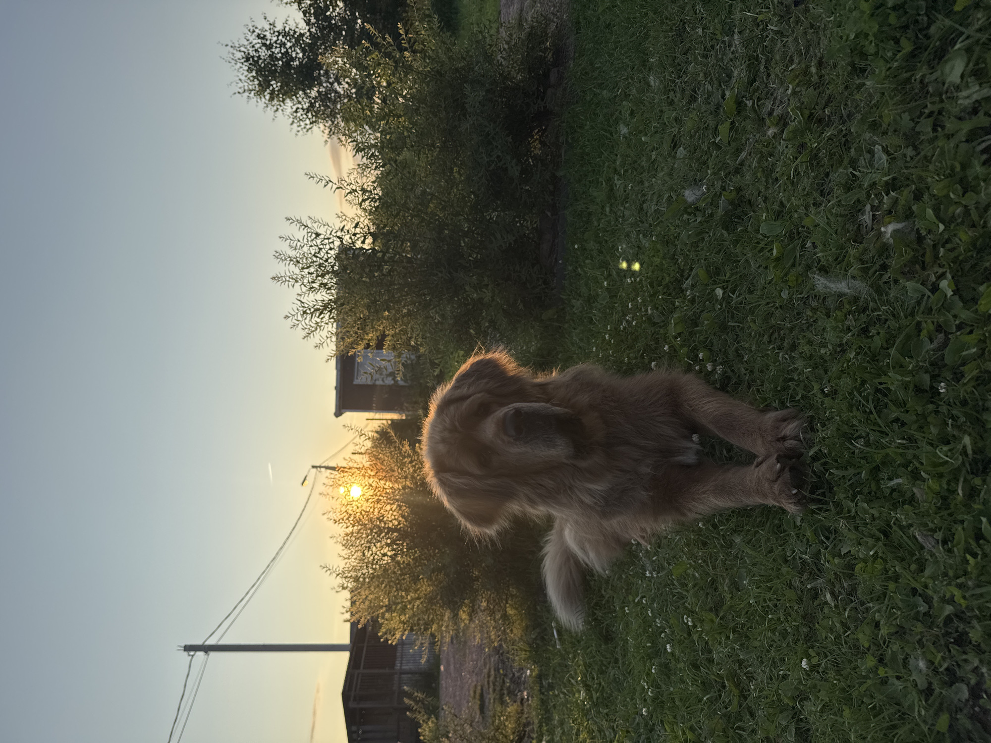 A medium shot shows a large, fluffy, brown dog lying on a grassy lawn. The dog is facing the camera, with its front paws crossed. The dog has dark eyes and a broad muzzle. The grass is green and dotted with small white flowers. In the background, a bush is illuminated by the setting sun, which is visible in the upper left quadrant of the image. Behind the bush are several structures, including a wooden fence and a building, suggesting a rural or suburban setting. Utility poles and wires are also visible against the sky. The sky is a pale blue with a gradient towards yellow at the horizon. The scene appears to be in Kempelevo, Russia.