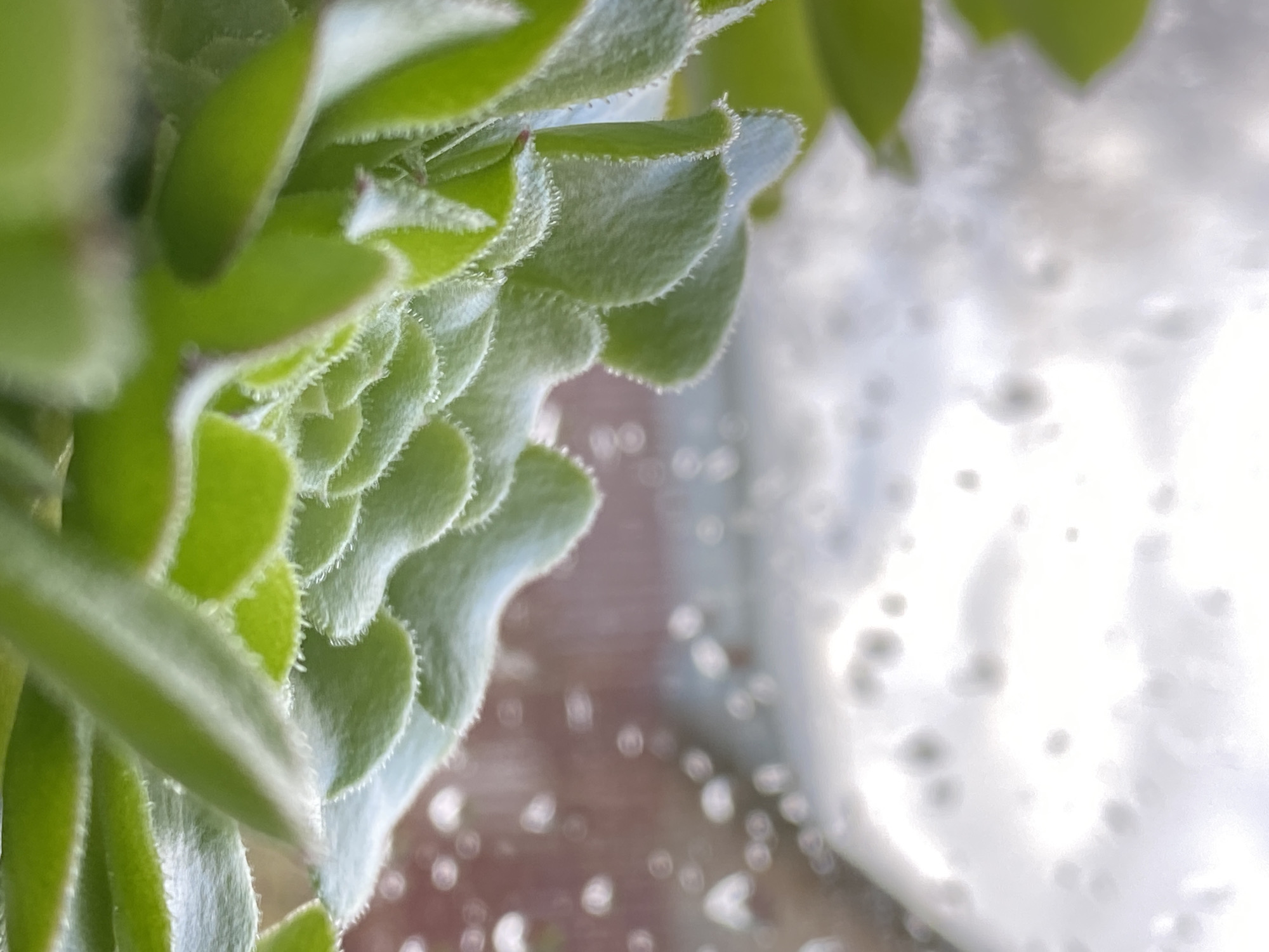 A close-up photograph shows a succulent plant with soft, pale green leaves, each with a delicate, slightly fuzzy edge. The leaves overlap in a spiraling pattern. The background is blurred, but appears to be a window covered in water droplets. The location is Фоки, Russia is unknown from the image.