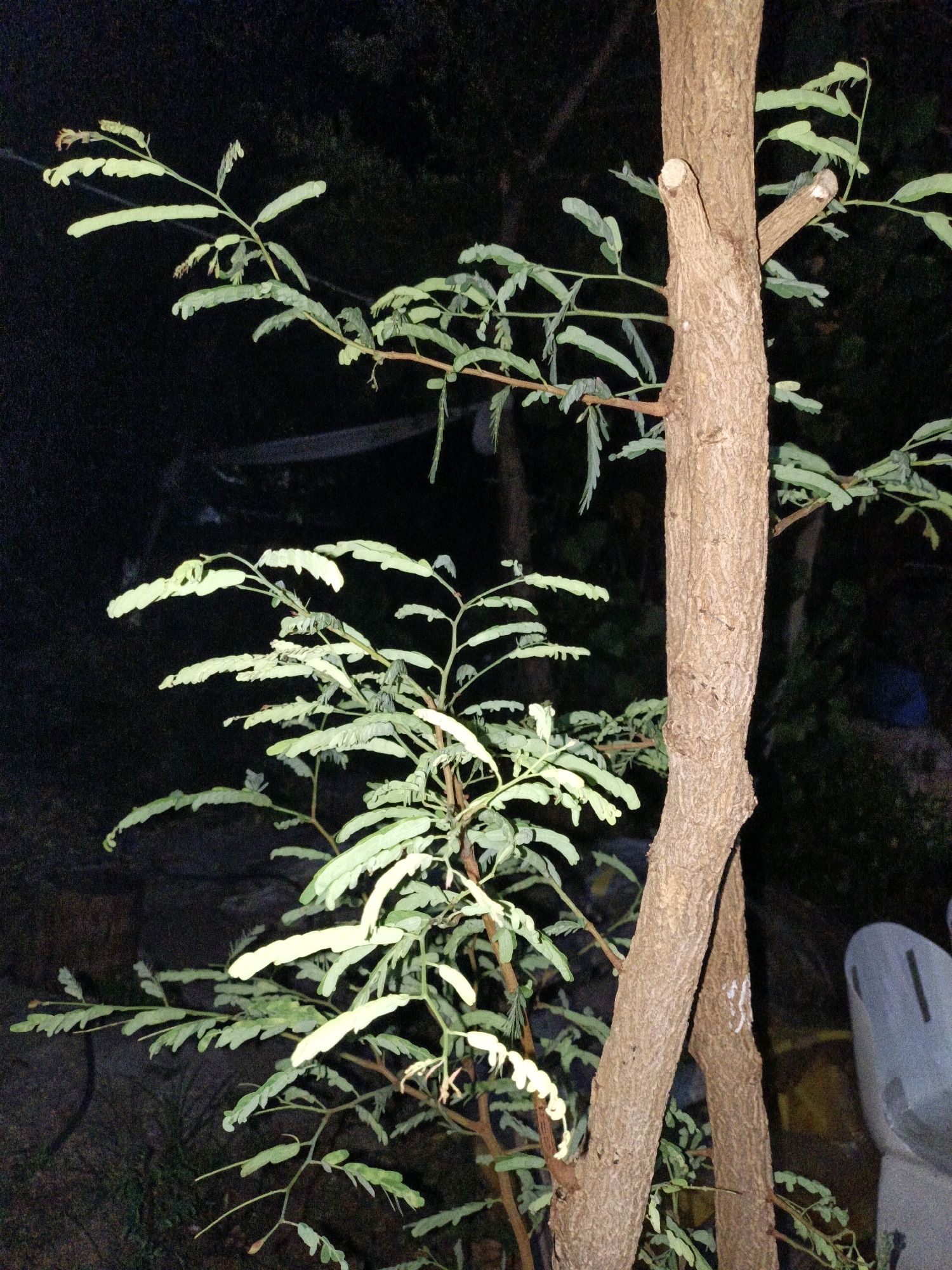 A medium shot captures a tree with light green foliage against a dark background, likely at night, with hints of a city environment in the blurred background. The tree trunk is rough and brown, with two branches visible on the right side of the frame. The foliage is delicate and feathery, with many small, oval-shaped leaves. Some leaves appear to be lit from above, creating a glow. In the far right background, a light-colored, possibly plastic, object with vertical slots is partially visible. The scene appears to be located in the city of Cikal, Indonesia, suggesting an outdoor urban setting.