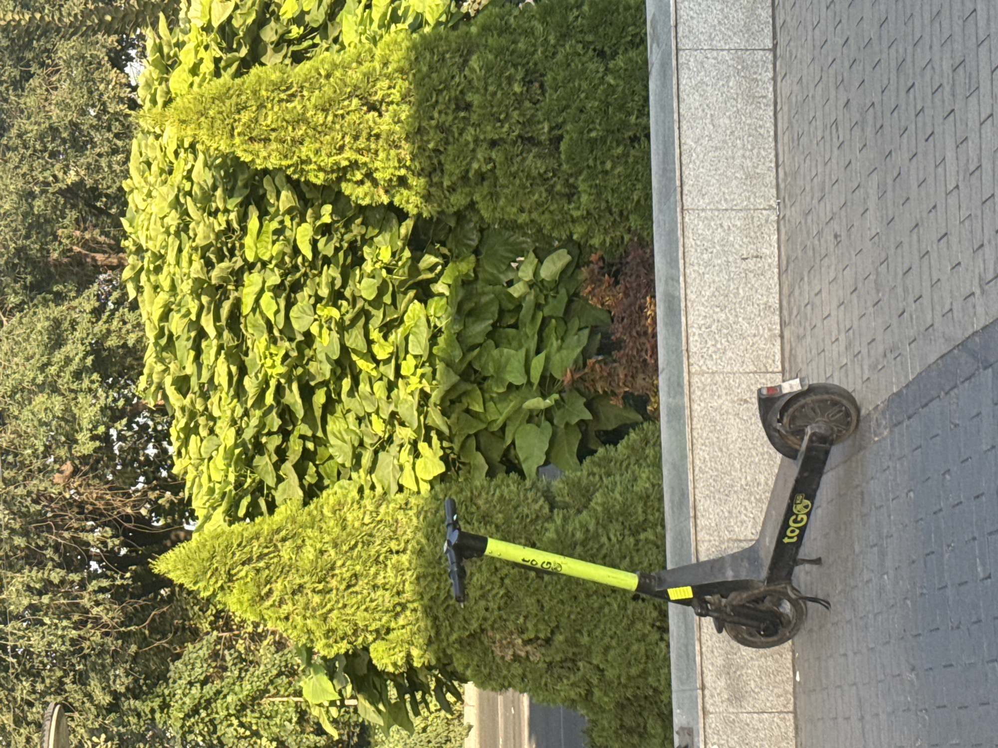 An electric scooter, branded "toGO" with a yellow stem, rests on a paved sidewalk. The scooter is black with yellow lettering and accents. Behind the scooter, a large, dense green shrubbery with broad leaves forms a backdrop, flanked by two conical evergreen trees. A stone wall or planter borders the vegetation. The foreground shows a gray brick-patterned pavement. The scene is illuminated by natural sunlight, casting shadows and highlighting the vibrant green of the foliage. No people are present. The overall setting appears to be an urban outdoor environment, possibly a park or a landscaped street in Bishkek City, Kyrgyzstan.