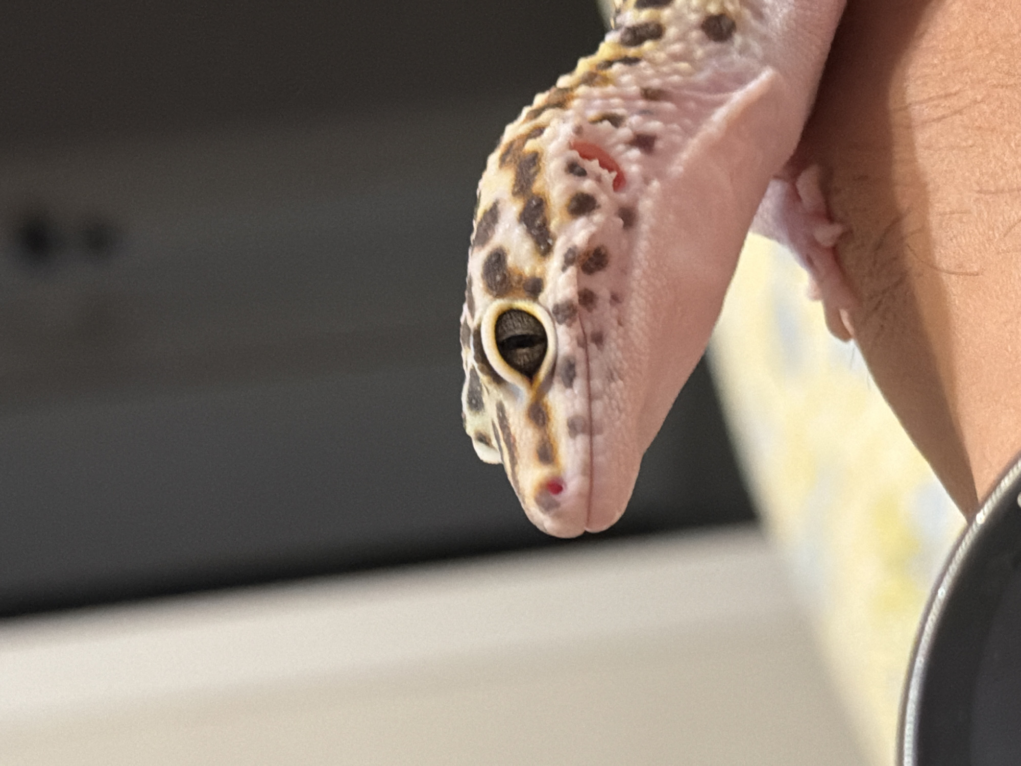 A close-up, side-profile shot shows a leopard gecko resting on a person's hand. The gecko has characteristic spotted markings, a pinkish underside, and prominent eyes with dark pupils. Its right eye is clearly visible, with a slit pupil. The gecko's snout, which is pink, has a small red mark near the nostril. The background is softly blurred, with a light-colored vertical element on the left and a dark, textured surface on the right. The gecko's small, pink toes are visible, gripping the textured skin of the person's hand. The lighting appears to be artificial, creating a slightly diffused illumination. The setting's geographical location in Izhevsk, Russia, is not discernible from the visual information provided in the image.