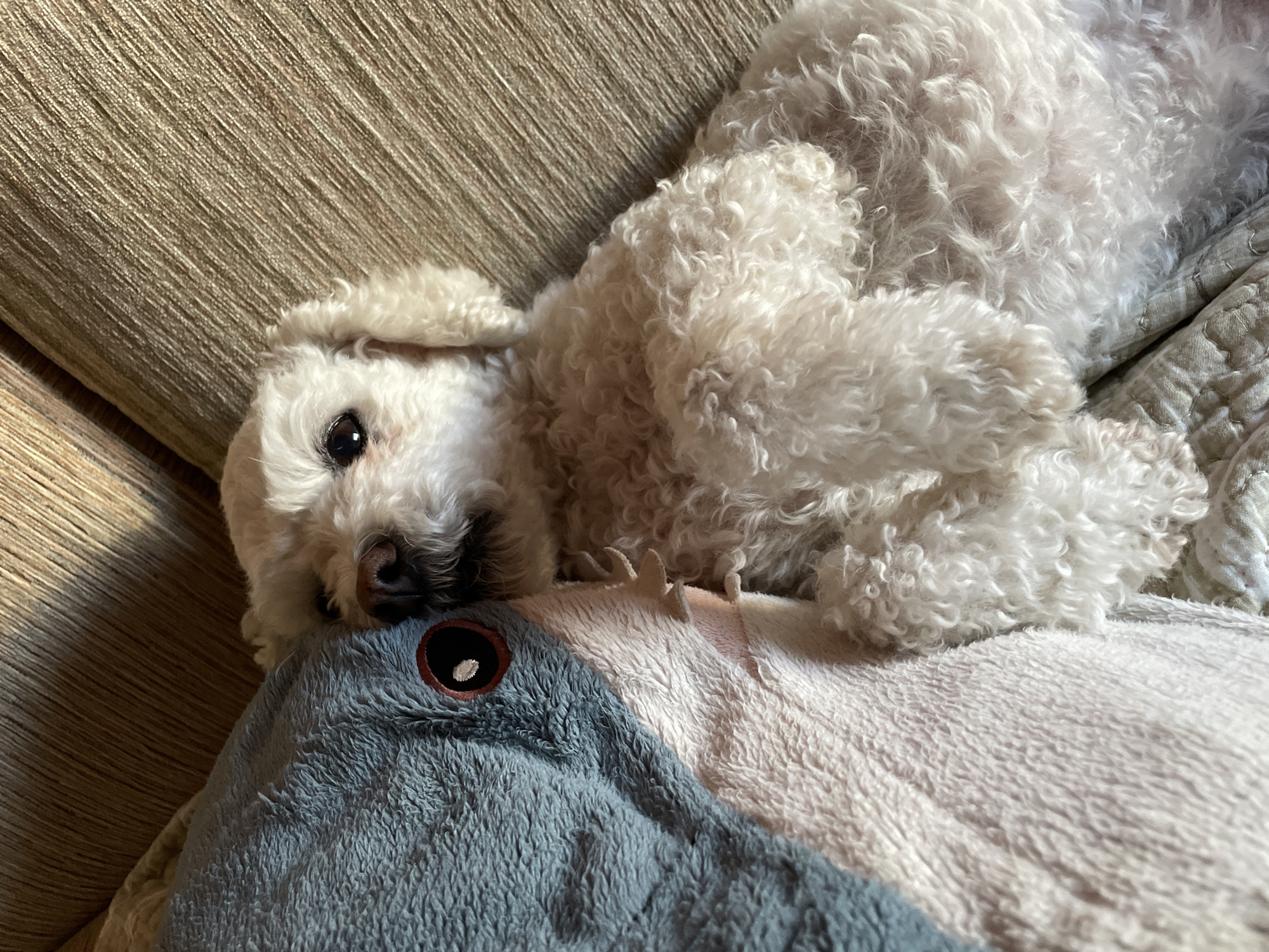 A white, curly-haired dog is lying down with its head resting on a blue and white plush toy. The dog is positioned on a light-colored, quilted surface. Part of a tan, textured sofa is visible in the background. The location is not discernible from the image.