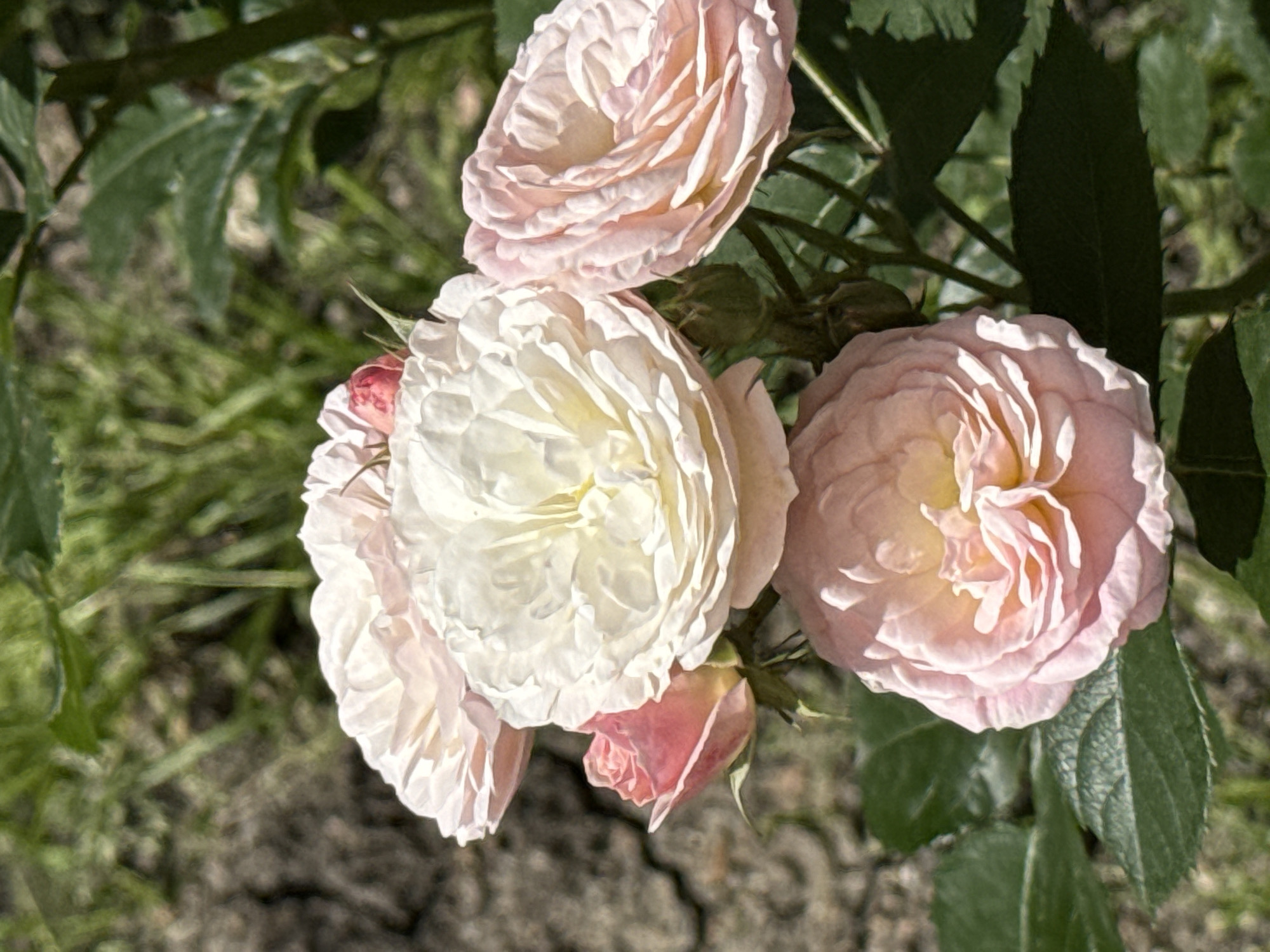 This close-up image captures a cluster of blooming roses in an outdoor setting. The central and most prominent rose is a large, fully opened blossom with petals that transition from a creamy white or pale yellow in its core to a delicate blush pink on its outer edges. Above and to the left of this central rose, another large, light pink rose is partially visible, displaying its intricate layers of petals. A third prominent rose, also light pink, is located to the lower right. Several smaller rosebuds or partially opened blossoms, some showing a deeper pink hue, are interspersed among the larger flowers.
The roses are set against a soft, out-of-focus background of green foliage and what appears to be earthy ground cover. Some dark green rose leaves are in sharper focus, particularly in the upper and lower right portions of the frame. The lighting suggests a bright, sunny day, with natural light illuminating the petals and creating gentle shadows, highlighting the texture and depth of the flowers. There is no specific activity taking place other than the natural state of the roses blooming. No people or visible text are present in the image. The scene conveys a sense of natural beauty and tranquility, indicative of a garden or natural outdoor environment.
