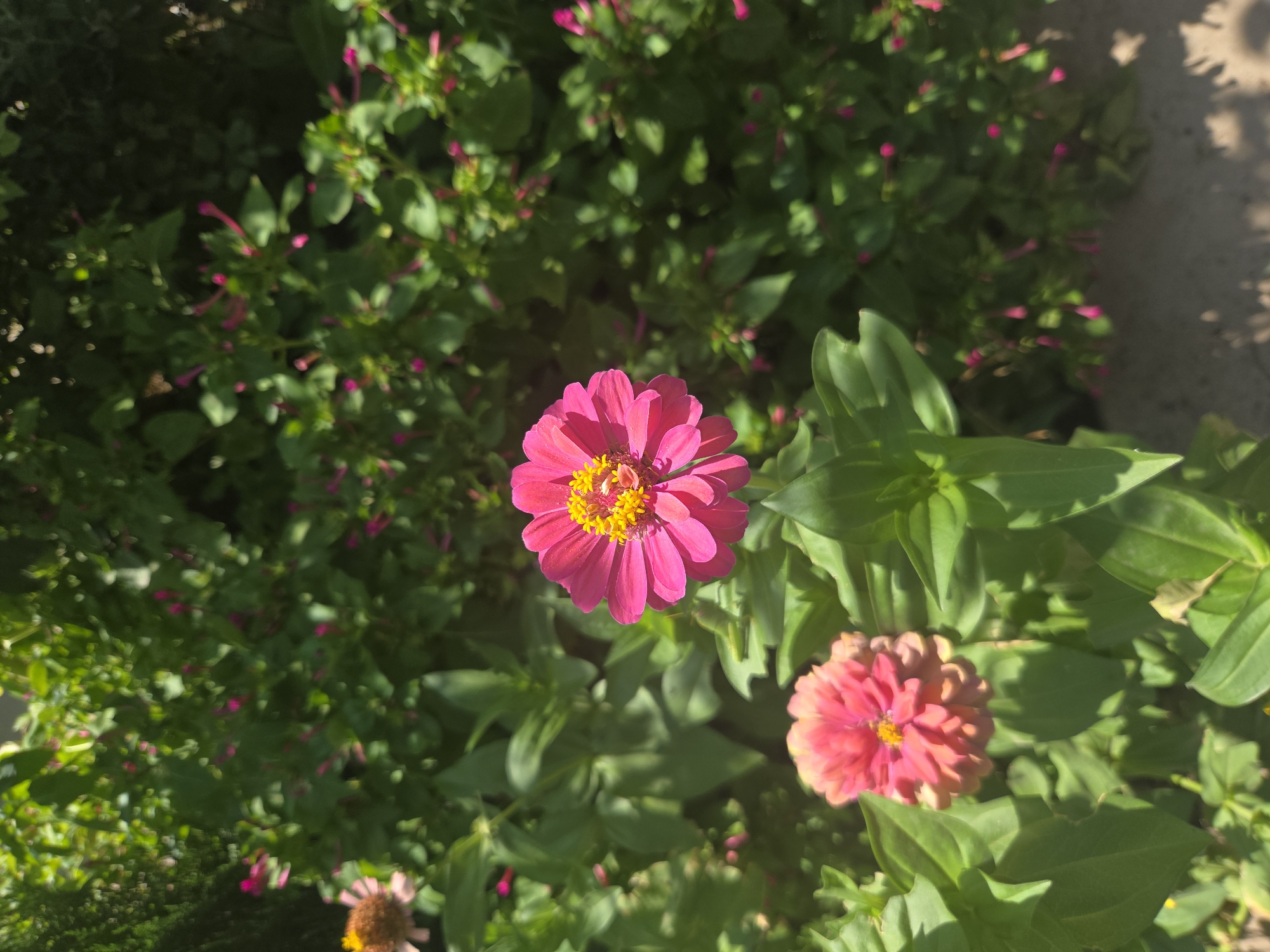 The image shows a close-up view of a flower bed with vibrant pink and coral-colored zinnias in bloom. A large, bright pink zinnia with a yellow center is prominently featured in the foreground, slightly to the right of the center. To the lower left, a smaller, coral-colored zinnia is visible, partially obscured by green leaves. The background is filled with lush green foliage and numerous unopened pink flower buds, suggesting a garden setting. The lighting indicates it is daytime, with sunlight casting shadows on the ground. The scene appears to be located in a garden or park within Shymkent, Kazakhstan, a city known for its green spaces and floral displays, especially during the warmer months.