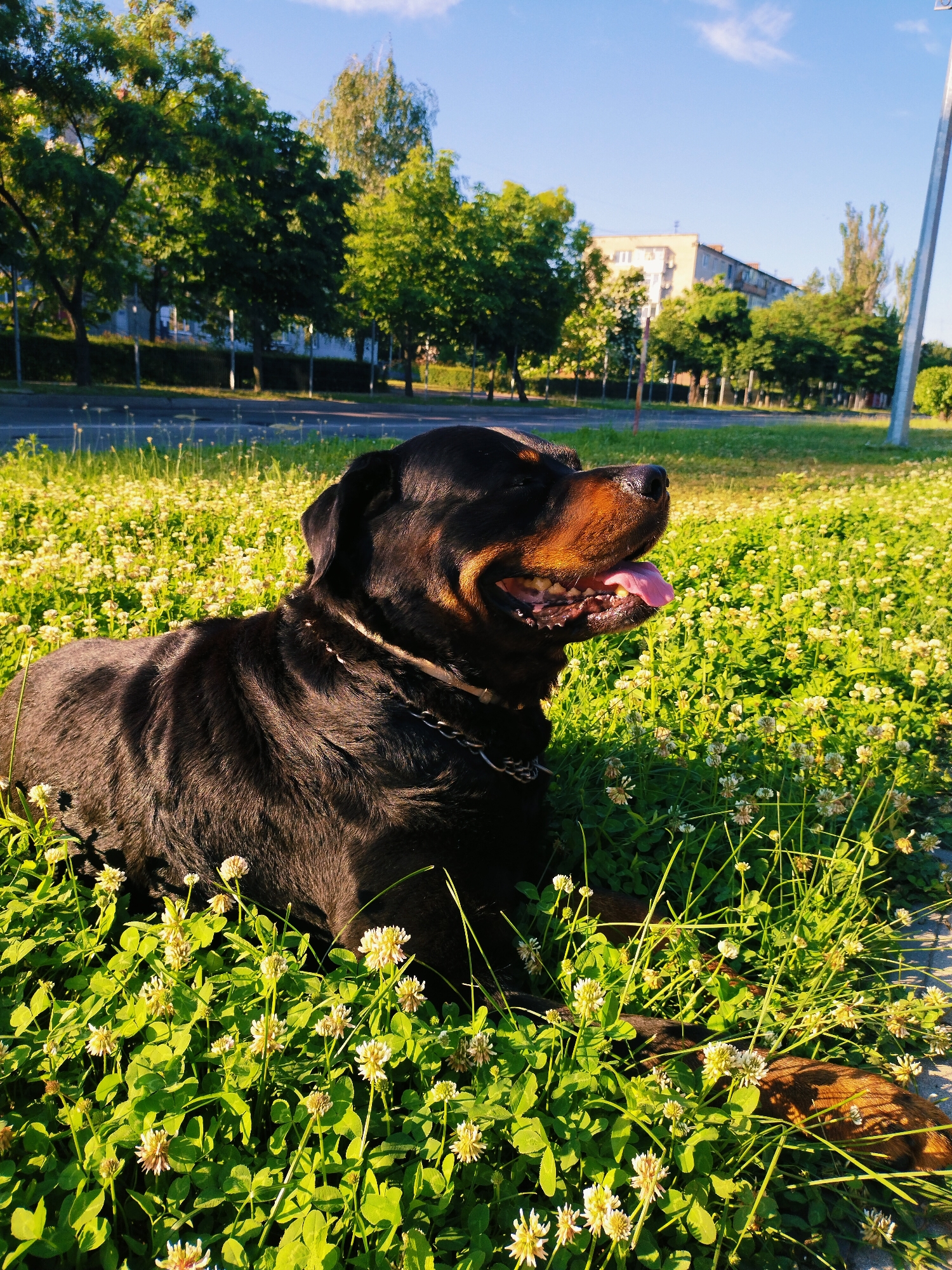 A Rottweiler dog is lying in a grassy area filled with small white flowers. The dog's mouth is open, and its tongue is visible. The dog is wearing a metal chain collar. In the background, there are trees and a multi-story building, suggesting an urban environment. The sun is shining, casting a warm light on the scene. This image appears to be taken in Horishni Plavni, Ukraine.