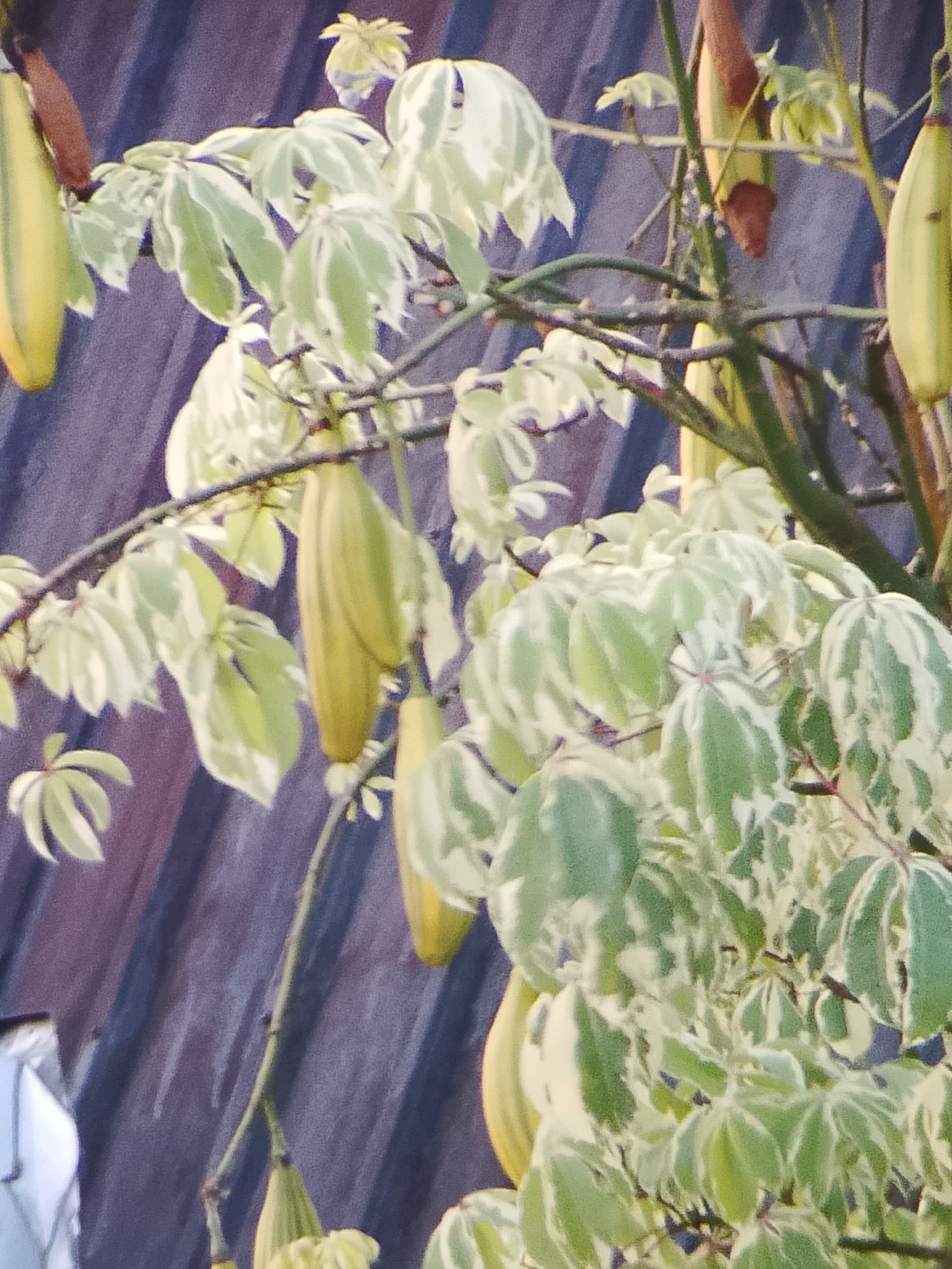 A close-up shot captures a branch of a tree adorned with elongated, yellowish-green pods and variegated leaves. The leaves exhibit a marbled pattern of light green and white. In the background, a corrugated metal surface, possibly part of a roof or wall, is visible, displaying subtle hues of purple and blue. The lighting suggests it is daytime, possibly late afternoon given the soft light. The image does not contain any people or indicate a specific location within Jember, Indonesia, beyond the implied presence of flora and domestic structures.