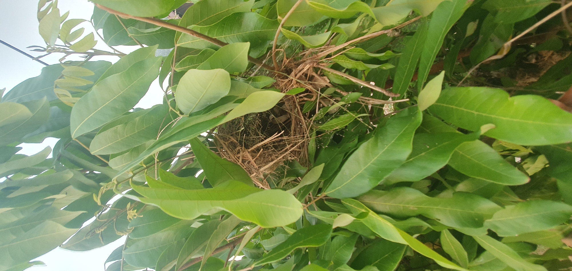 A close-up shot captures a bird's nest woven from twigs and dried grass, nestled amongst the lush green leaves of a tree. The nest is situated in the city of Matabu, Indonesia. The leaves are vibrant and slightly varied in their shades of green, suggesting a healthy tree. The background is out of focus, with a bright sky visible through the foliage, indicating it is daytime. The lighting is soft, hinting at an overcast sky or dappled sunlight. The image is taken from a medium distance, allowing for clear detail of the nest and surrounding leaves.