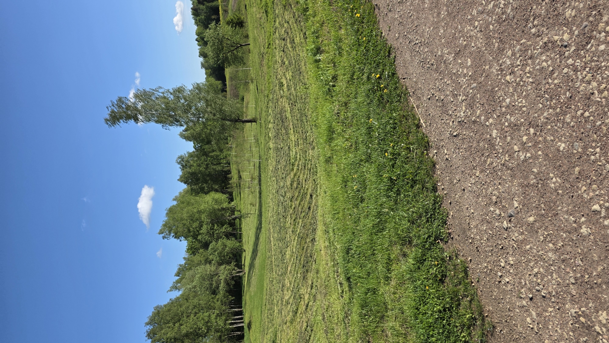 The image depicts a rural scene in Gatchina, Russia, showcasing a mown field adjacent to a gravel path. The sky is blue with scattered clouds. A row of trees lines the left side of the field, bordering the blue sky. The field itself displays a striped pattern indicating recent mowing. Next to the mown field and along the path is green grass. The gravel path runs along the right side of the image, its surface composed of small stones. No people are visible.