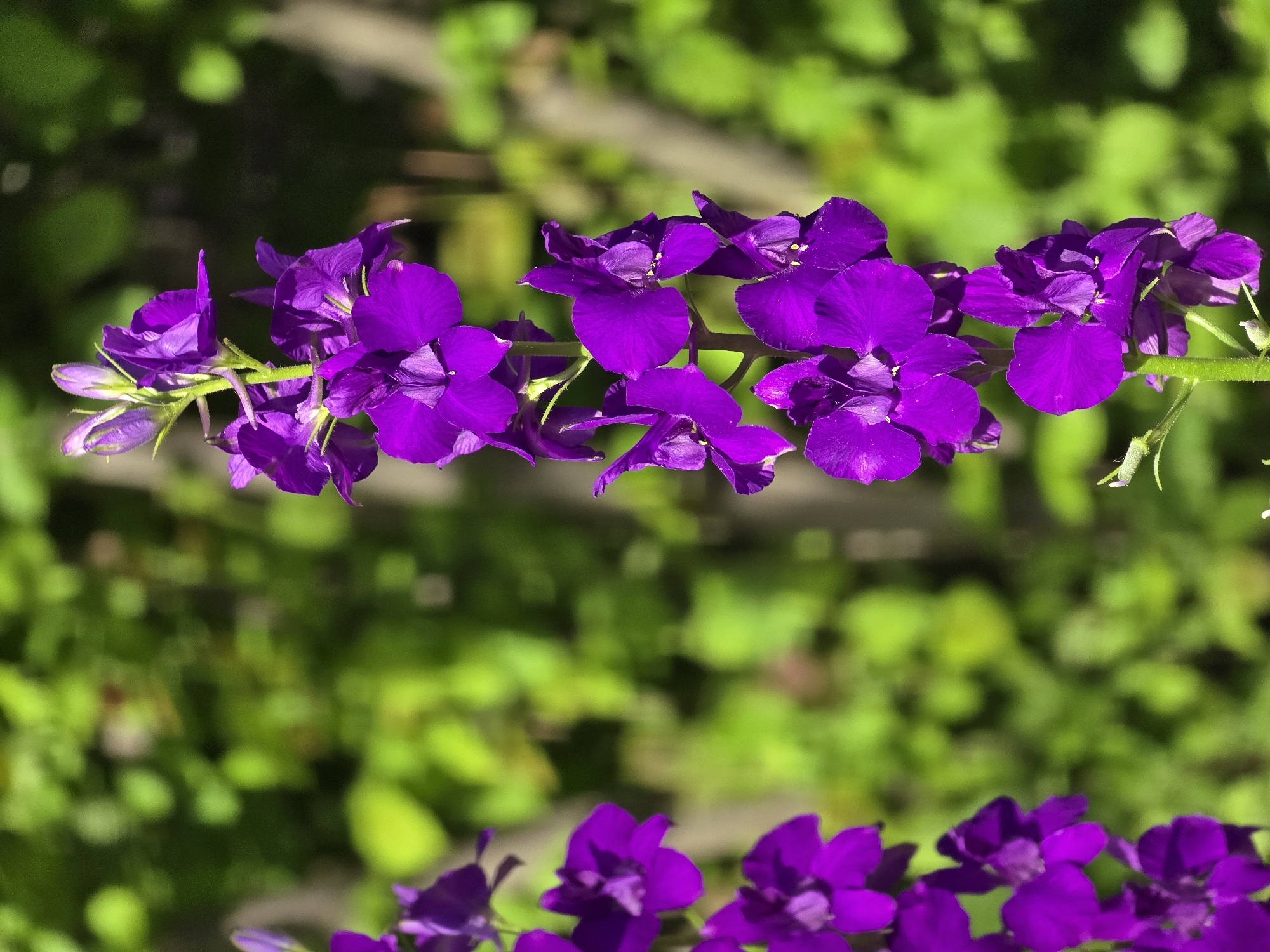 The image shows a close-up of purple flowers, likely Larkspur (Delphinium), against a blurred green background of foliage. The flowers are arranged along the stem, some fully bloomed and others still as buds. The setting appears to be outdoors, possibly a garden or a park.