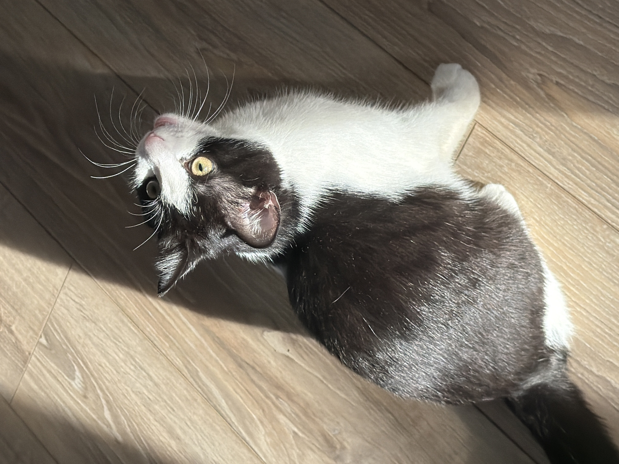 A black and white cat lies on its back on a wooden floor. The cat's head is tilted upwards, with its eyes open and whiskers visible. The cat's body is mostly black, with white patches on its neck, chest, and paws. The floor is made of light-colored wood planks. The cat's shadow is visible on the floor. The location and city of Chaikovsky, Russia, cannot be determined from the image alone.