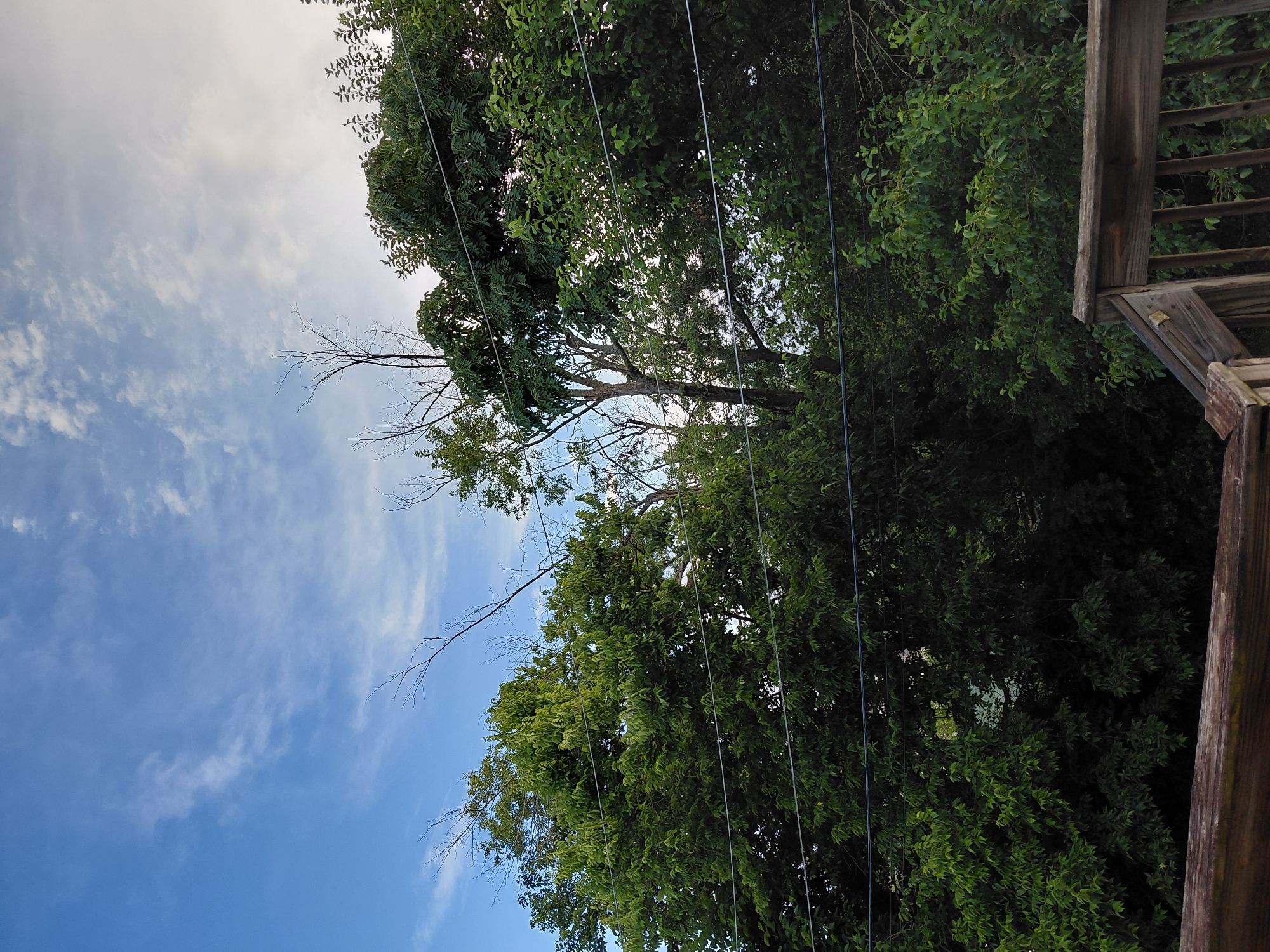 The image shows a view of trees and a wooden deck from a slightly elevated perspective, likely a backyard in Nicholasville, United States of America. The sky above is a clear blue with scattered white clouds. The foreground features the corner of a wooden deck with visible railings and planks. Behind the deck, a dense canopy of lush green trees dominates the scene. Several parallel lines, likely power lines or utility wires, stretch horizontally across the middle of the image, passing through the trees. The overall impression is a natural outdoor setting, possibly during daylight hours given the brightness of the sky.