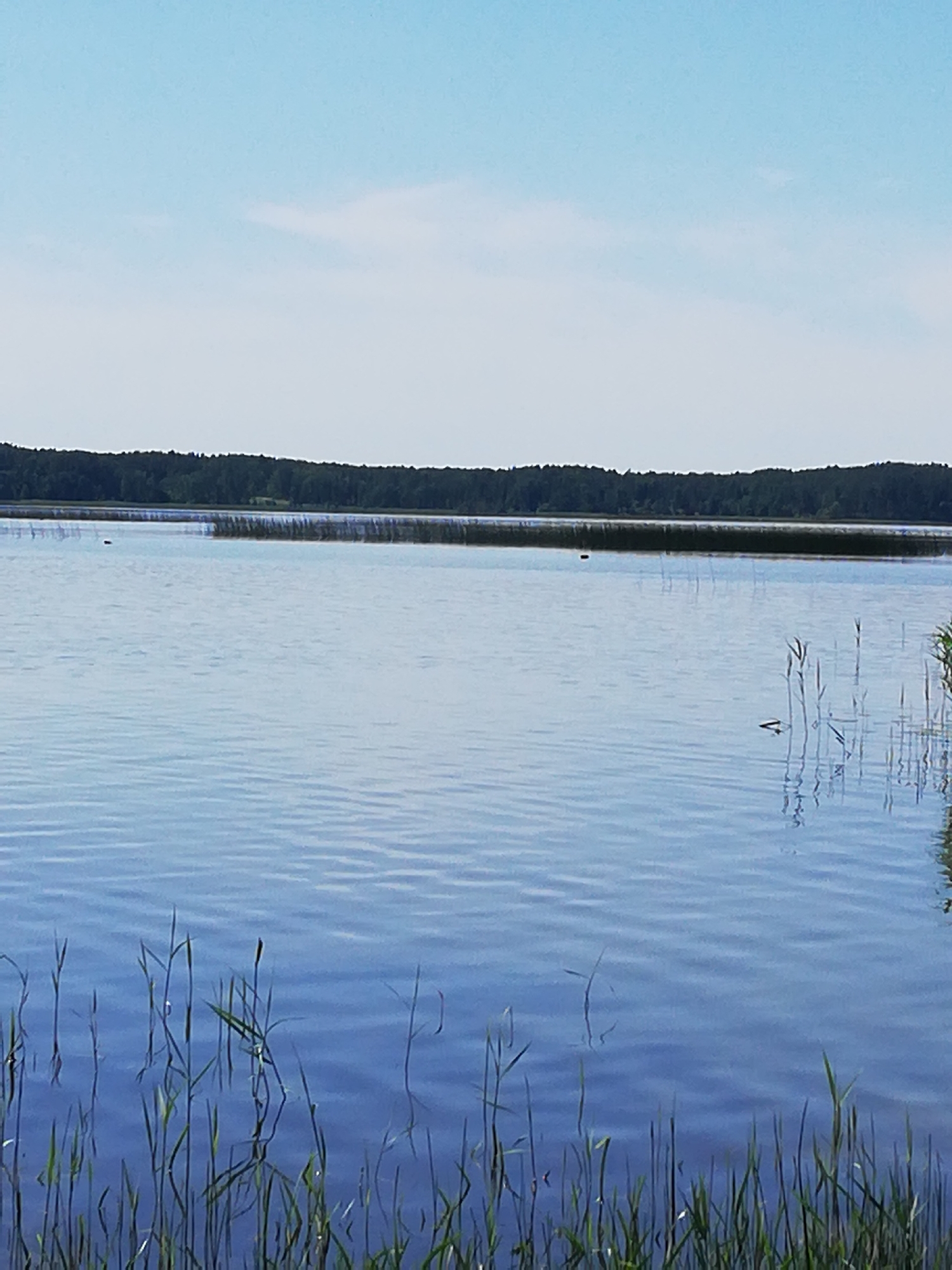 The image depicts a tranquil lake scene under a clear blue sky with a few wispy clouds. The foreground is dominated by the calm, blue water, with reflections of tall, green reeds visible along the shoreline. These reeds are partially submerged in the water, creating a natural border between the land and the lake. In the mid-ground, the water extends towards a dense, dark green treeline that forms the horizon. This treeline appears to be a forest, creating a solid band of vegetation against the sky. There are no discernible people or structures in the image. The overall impression is one of natural beauty and serenity. The location of Перабродскі сельскі Савет, Belarus, is noted.