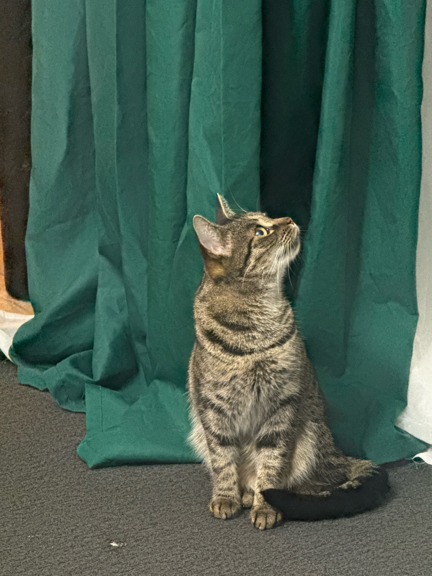 A tabby cat with brown and black stripes is sitting on a gray carpet in front of a dark green draped curtain. The cat is looking upwards and to the right, with its tail curled around its body. The lighting is dim, creating shadows on the carpet and behind the cat. The image appears to be taken indoors, with the curtain possibly serving as a backdrop for a stage or photo shoot. There is no identifiable information within the image that could pinpoint a specific location in Gorzow, Poland.